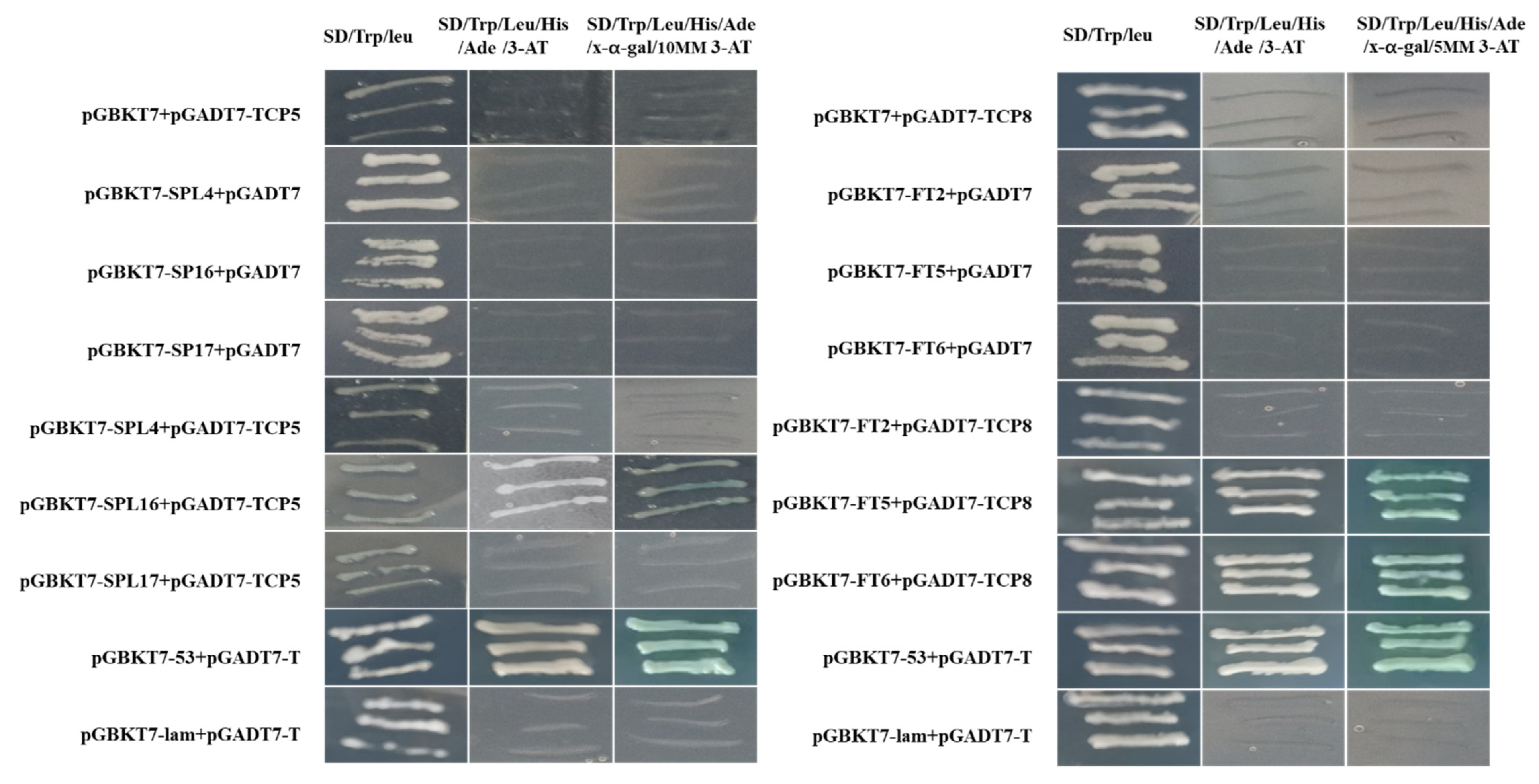 Horticulturae 09 00799 g011
