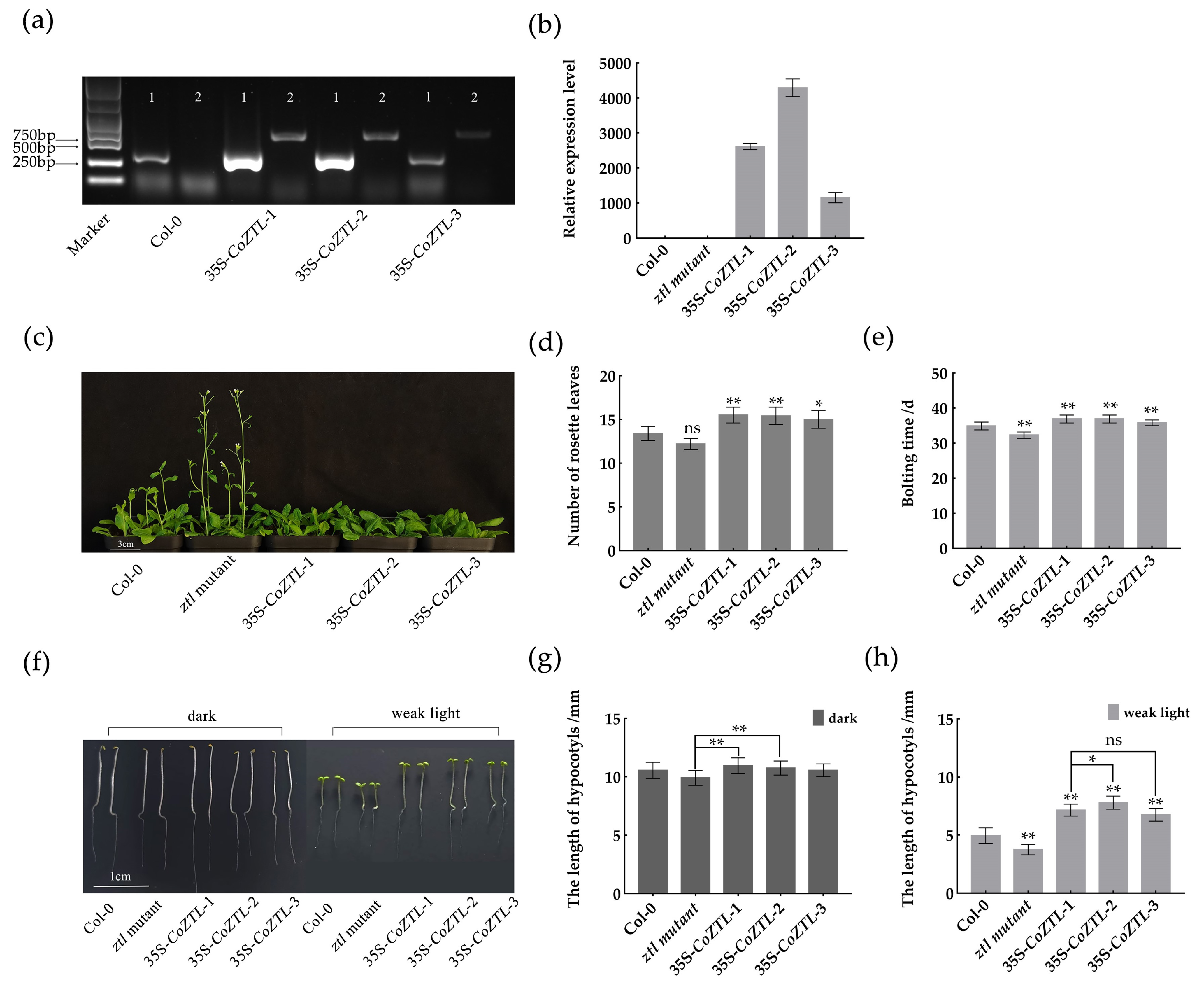 Horticulturae 09 00833 g004 Horticulturae 09 00833 g004