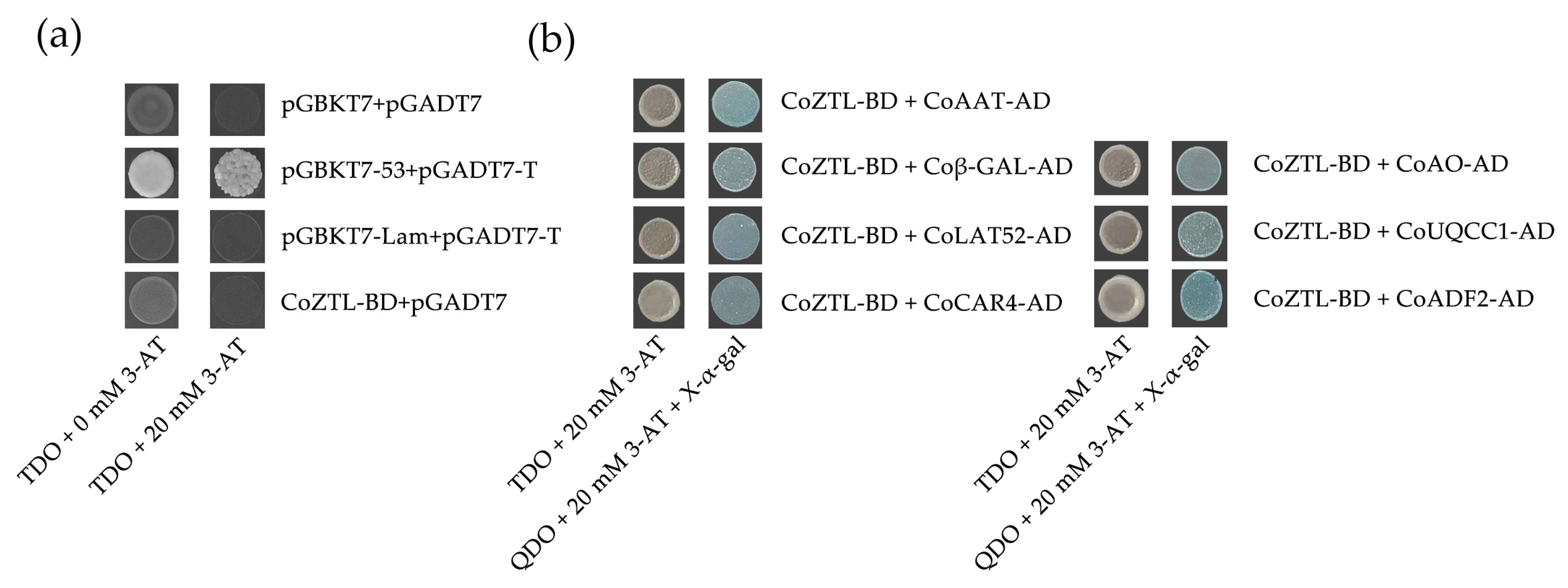 Horticulturae 09 00833 g005 Horticulturae 09 00833 g005