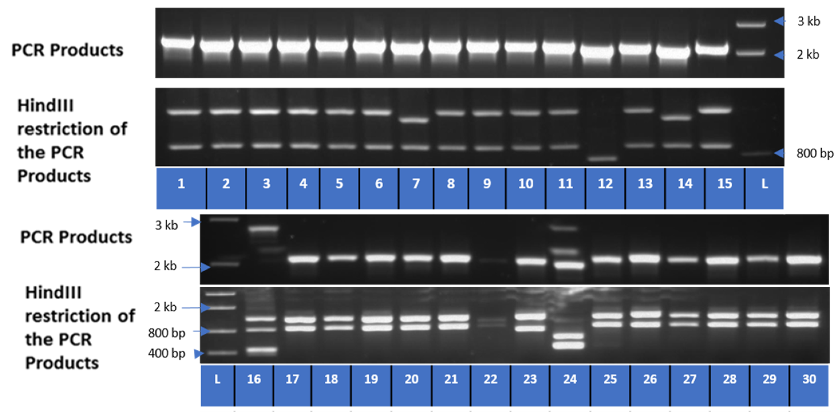 Horticulturae 09 00845 g005 Horticulturae 09 00845 g005