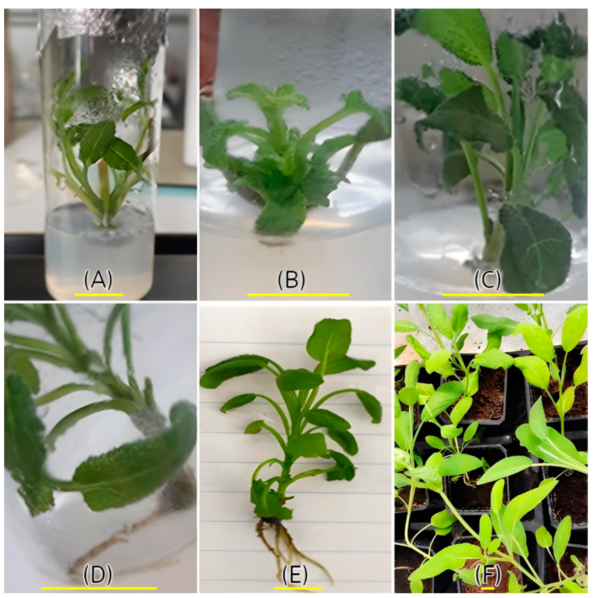 Horticulturae 09 00847 g005 Horticulturae 09 00847 g005