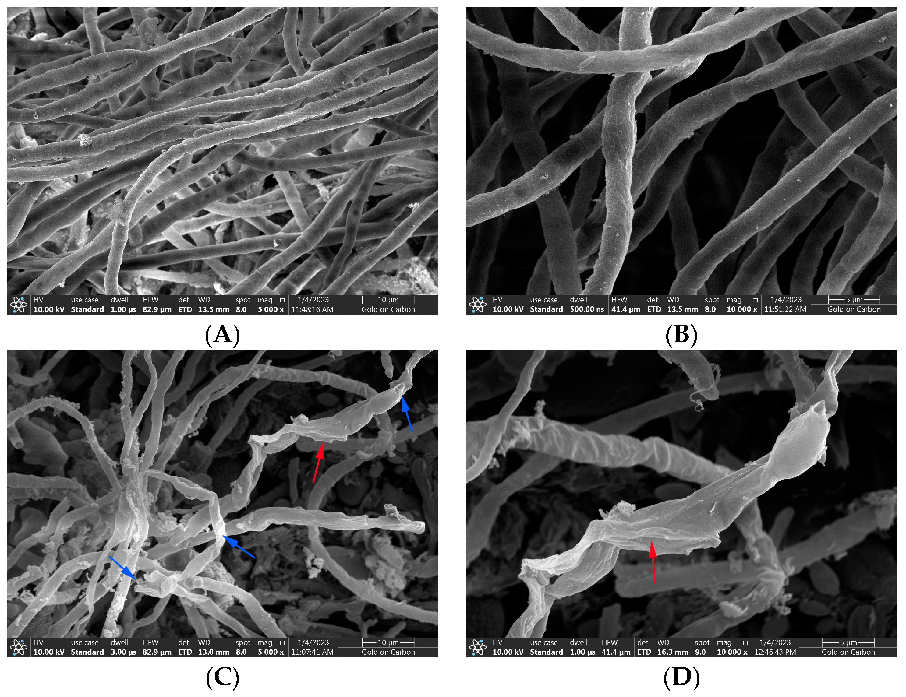 Horticulturae 09 00911 g006 Horticulturae 09 00911 g006