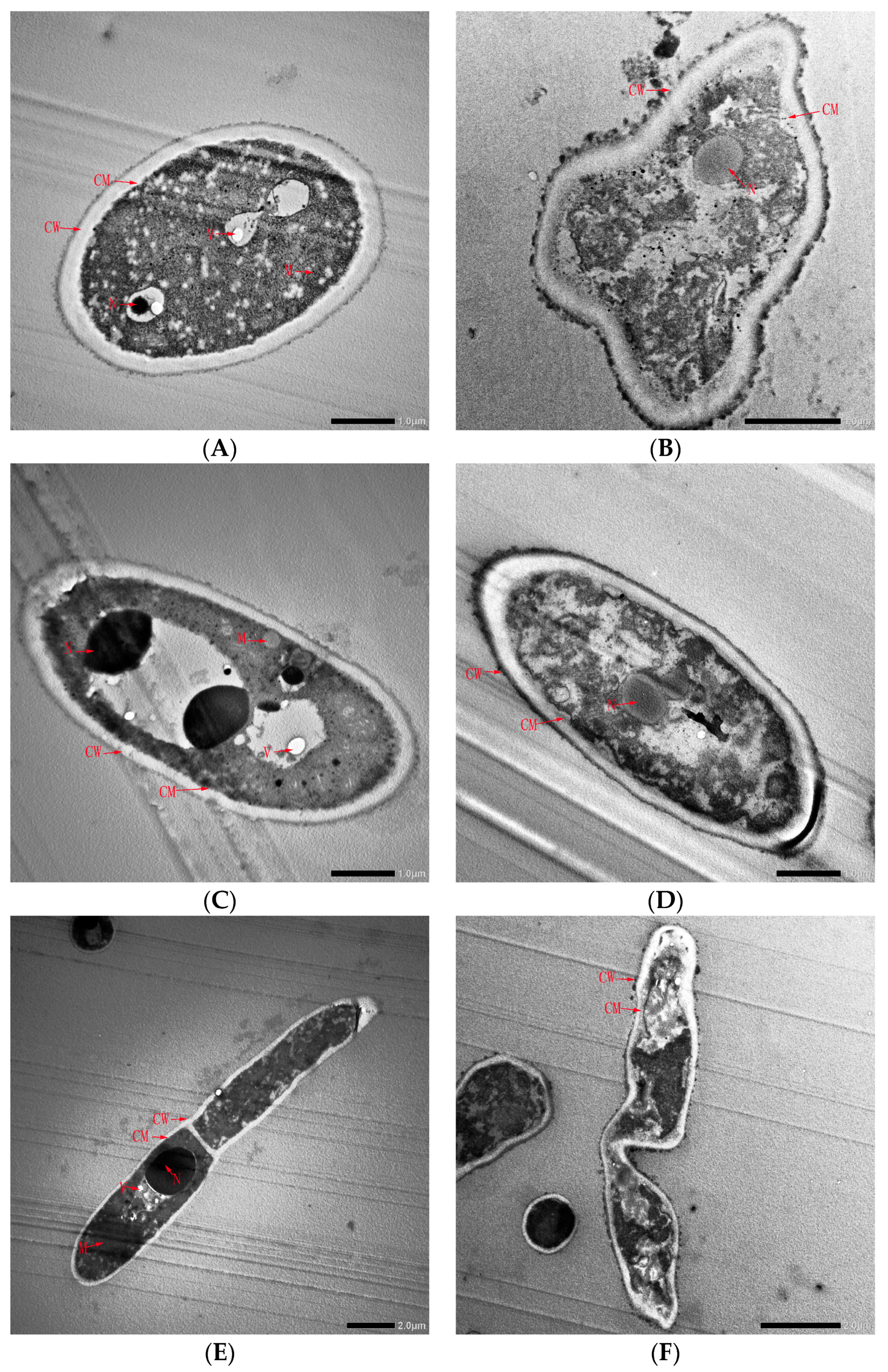 Horticulturae 09 00911 g007 Horticulturae 09 00911 g007