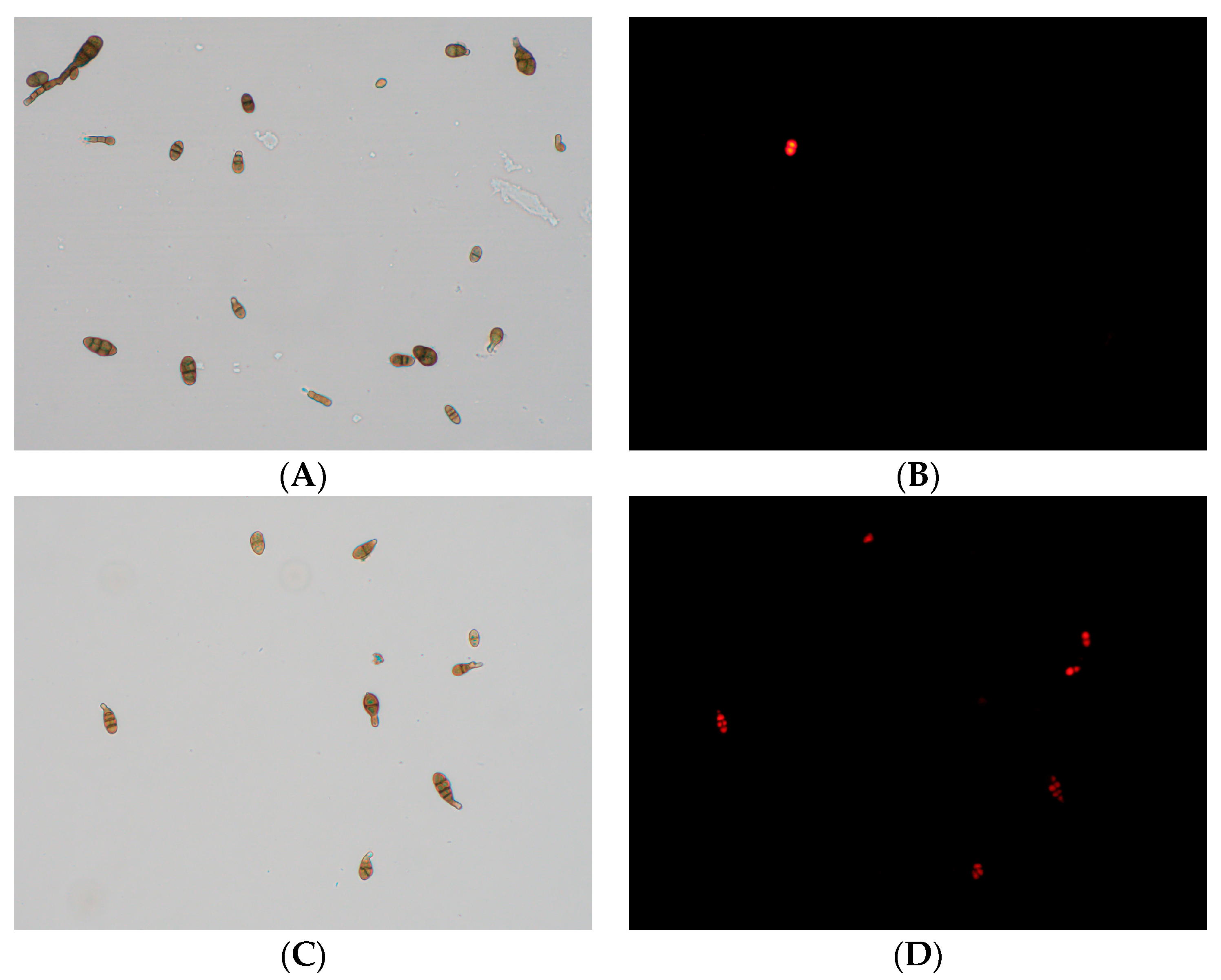 Horticulturae 09 00911 g008 Horticulturae 09 00911 g008