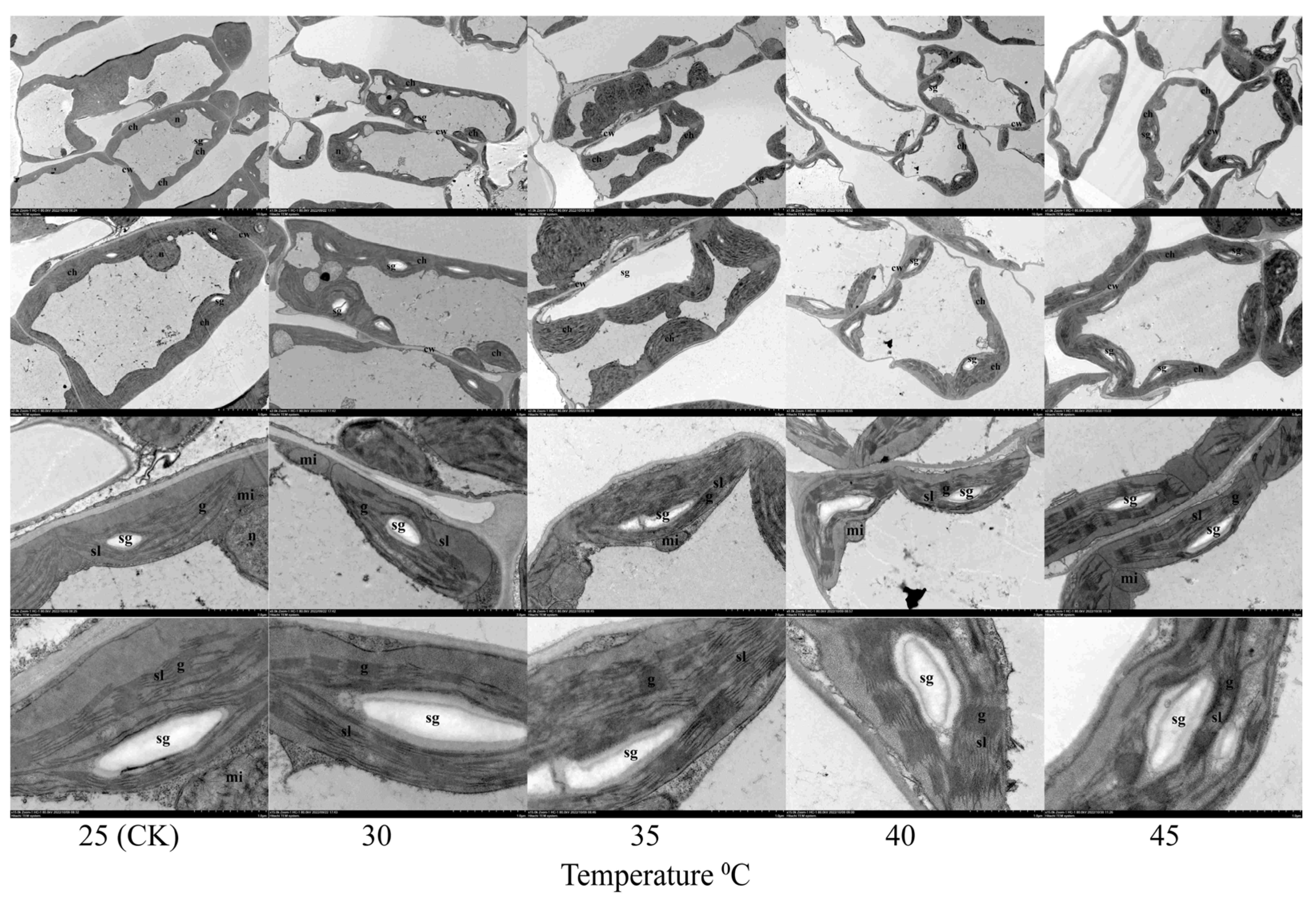 Horticulturae 09 00923 g006