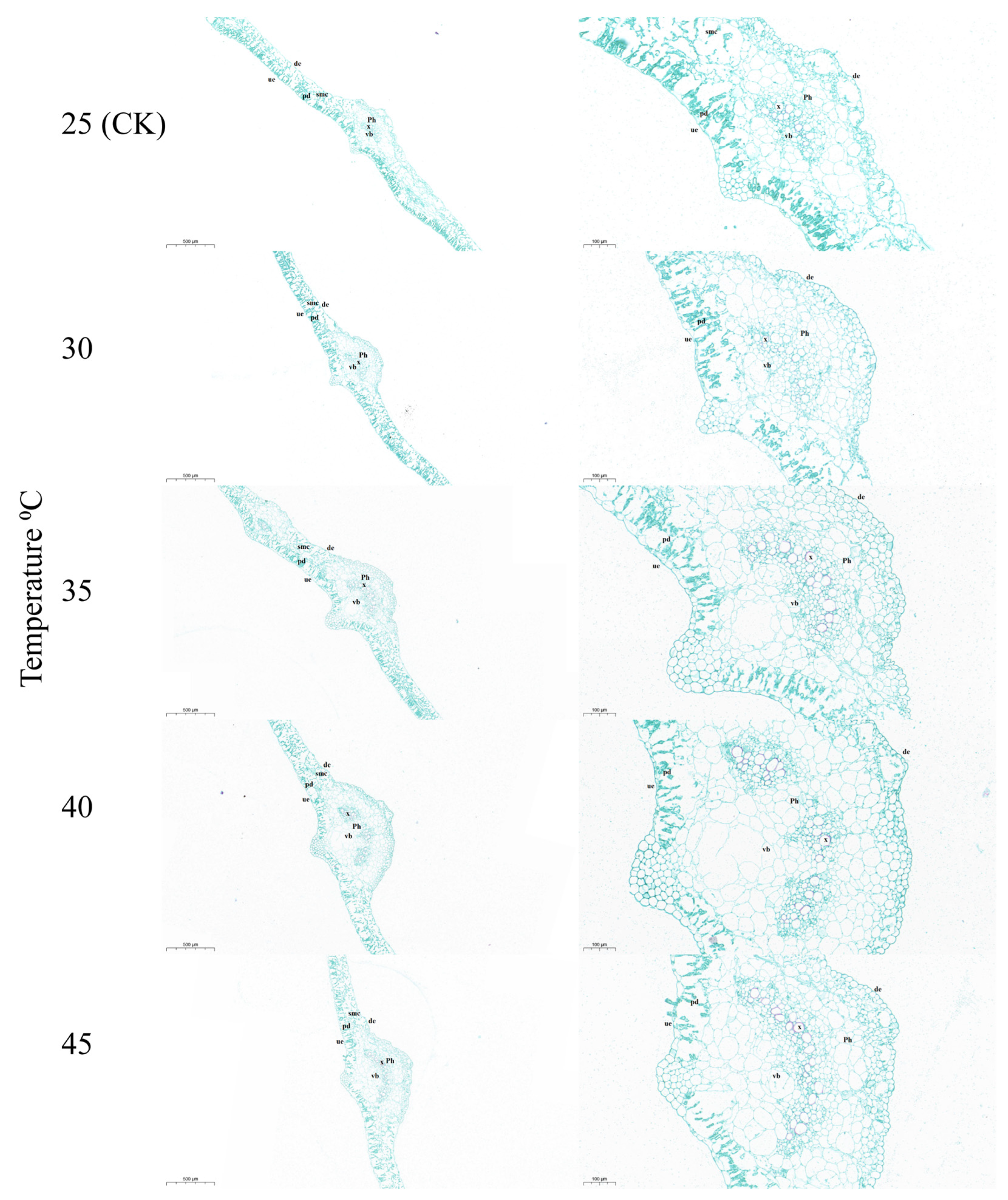 Horticulturae 09 00923 g007