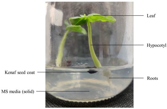 https://www.mdpi.com/horticulturae/horticulturae-09-00925/article_deploy/html/images/horticulturae-09-00925-g007-550.jpg