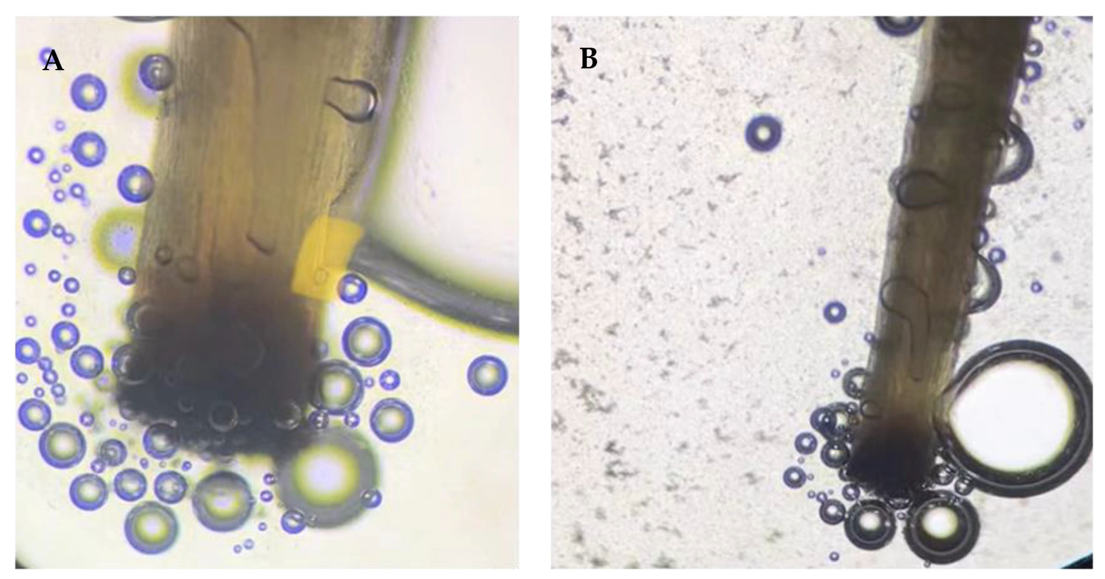 Horticulturae 09 00926 g001 Horticulturae 09 00926 g001