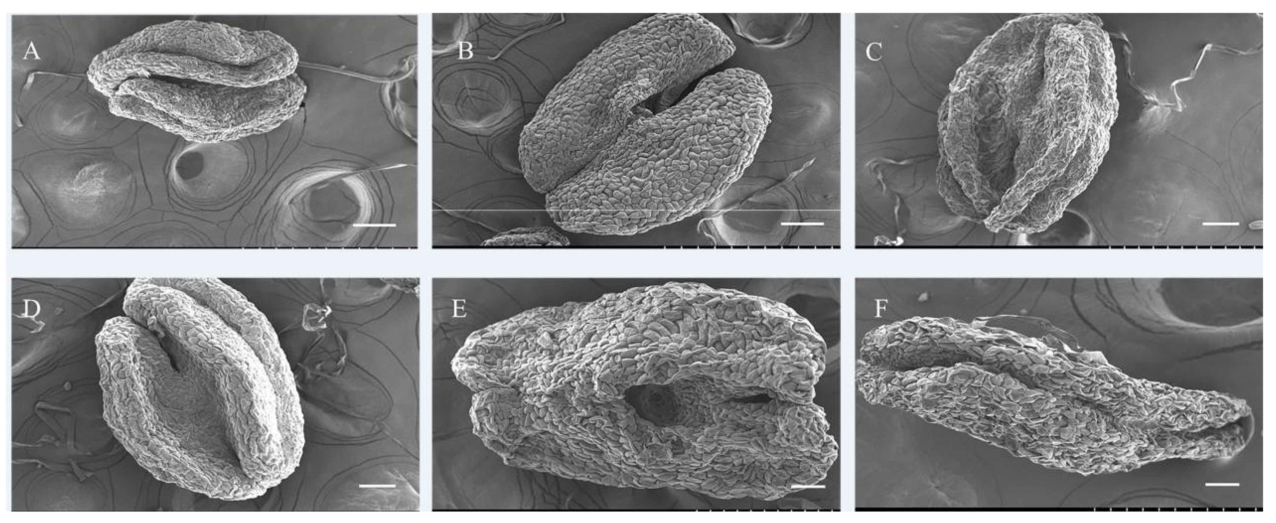 Horticulturae 09 00926 g005 Horticulturae 09 00926 g005