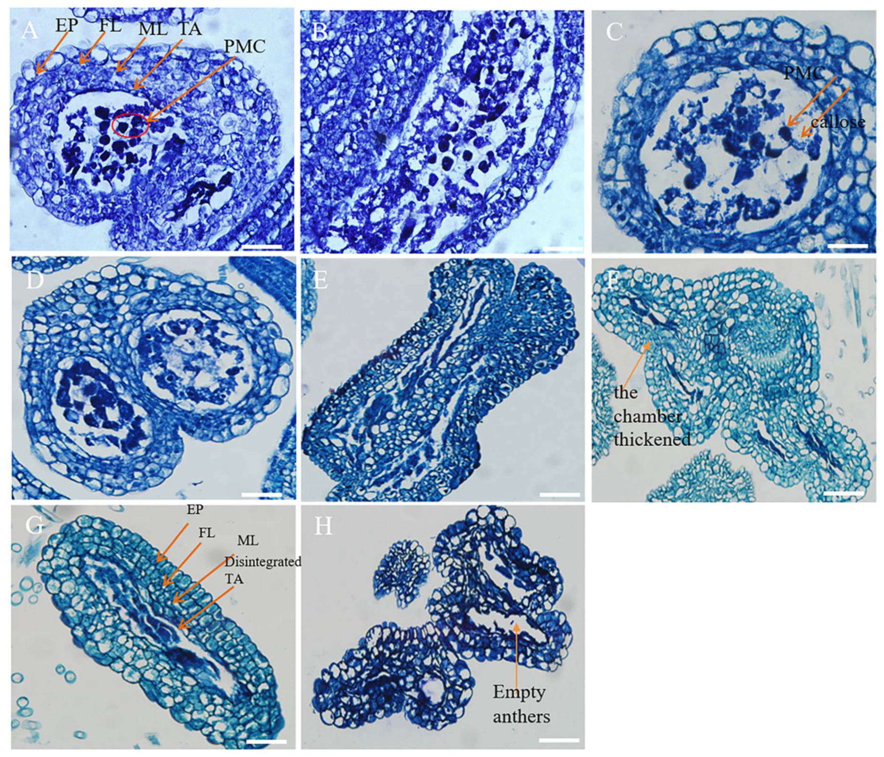 Horticulturae 09 00926 g006 Horticulturae 09 00926 g006