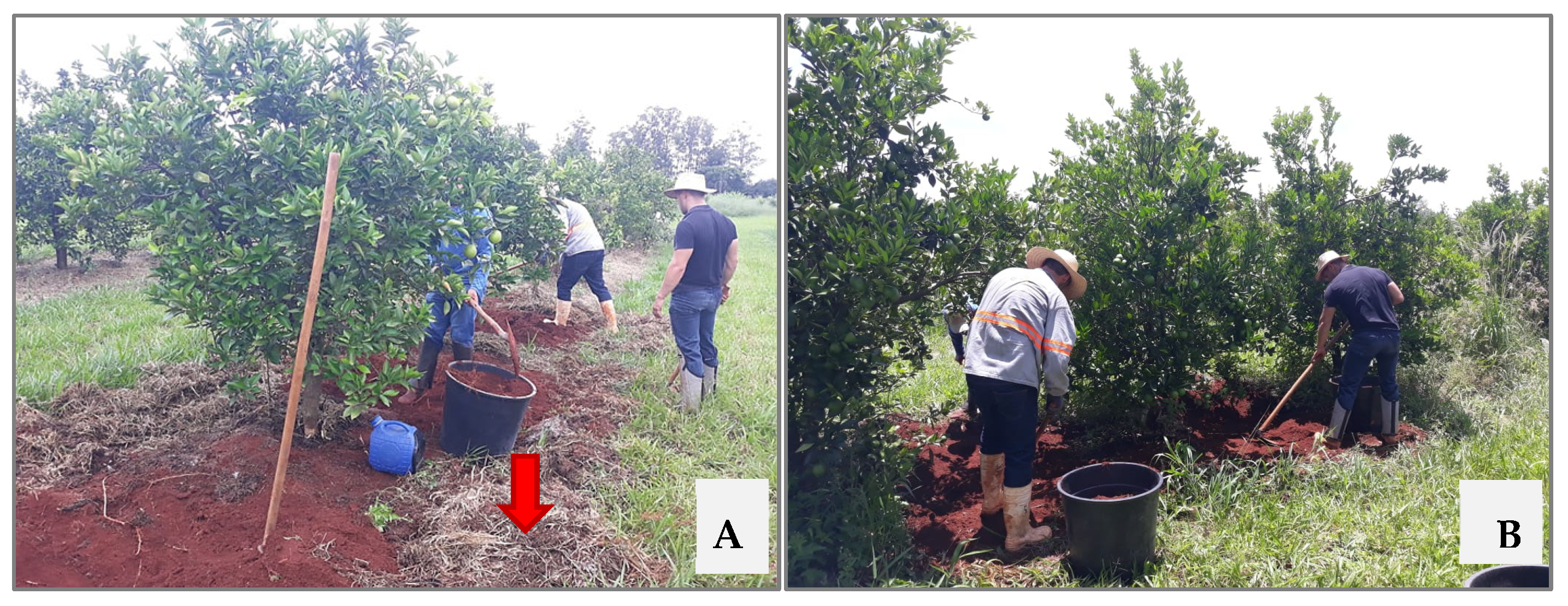 Horticulturae 09 00929 g001