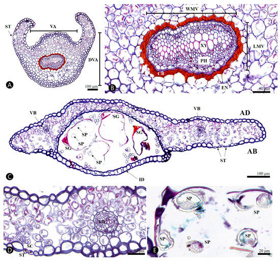 PDF) Micro-morphological characters in Polypodiaceae and its taxonomic  significance