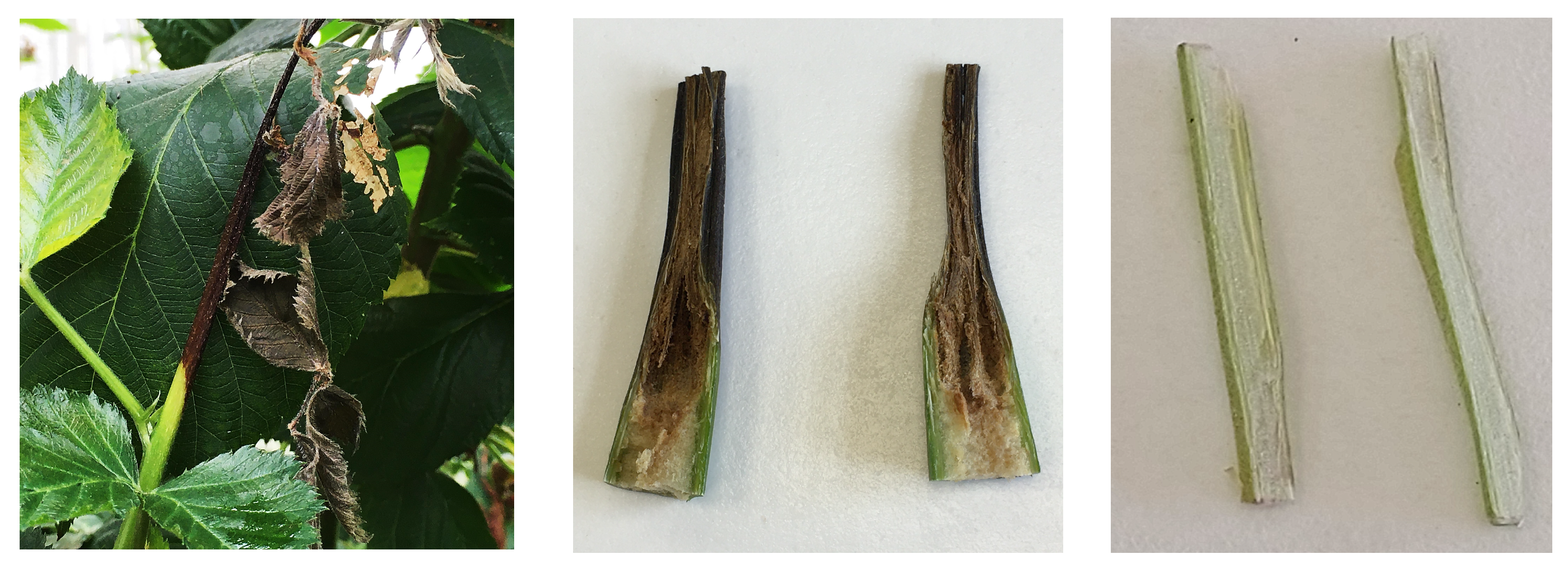 Horticulturae 09 00965 g001