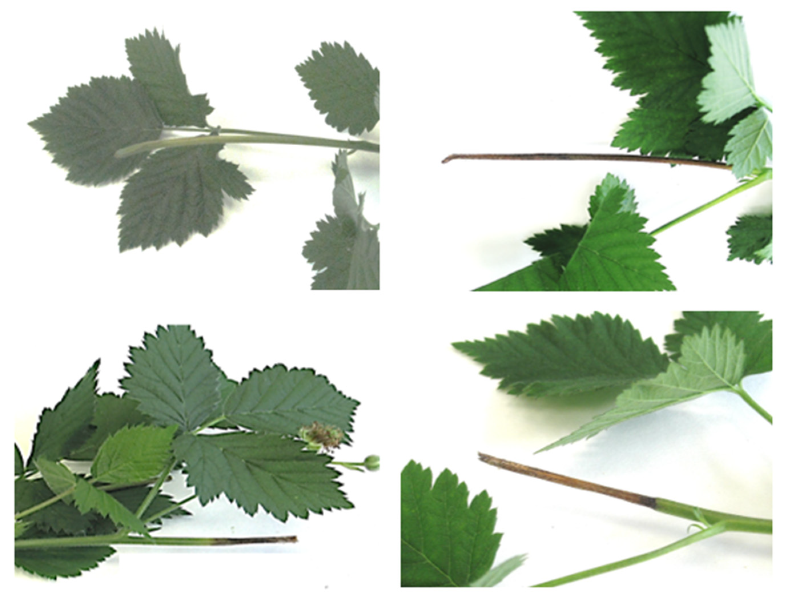 Horticulturae 09 00965 g005