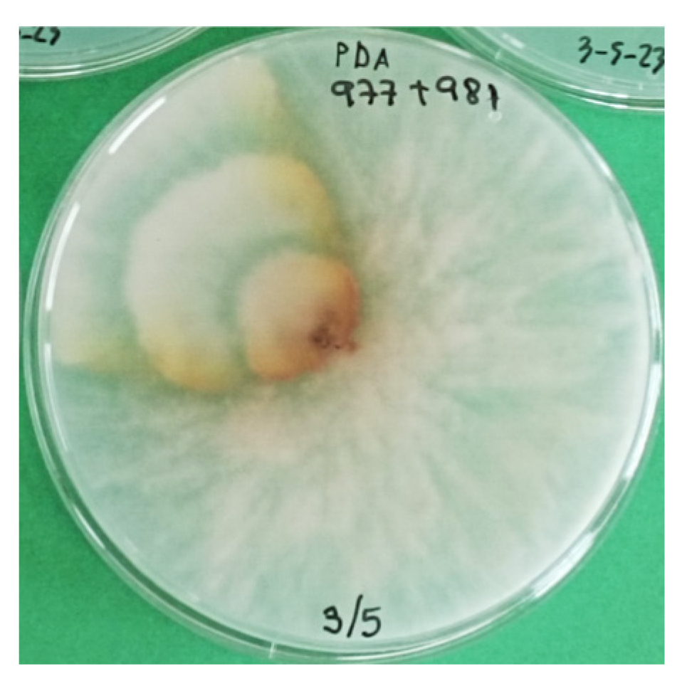 Horticulturae 09 00965 g007