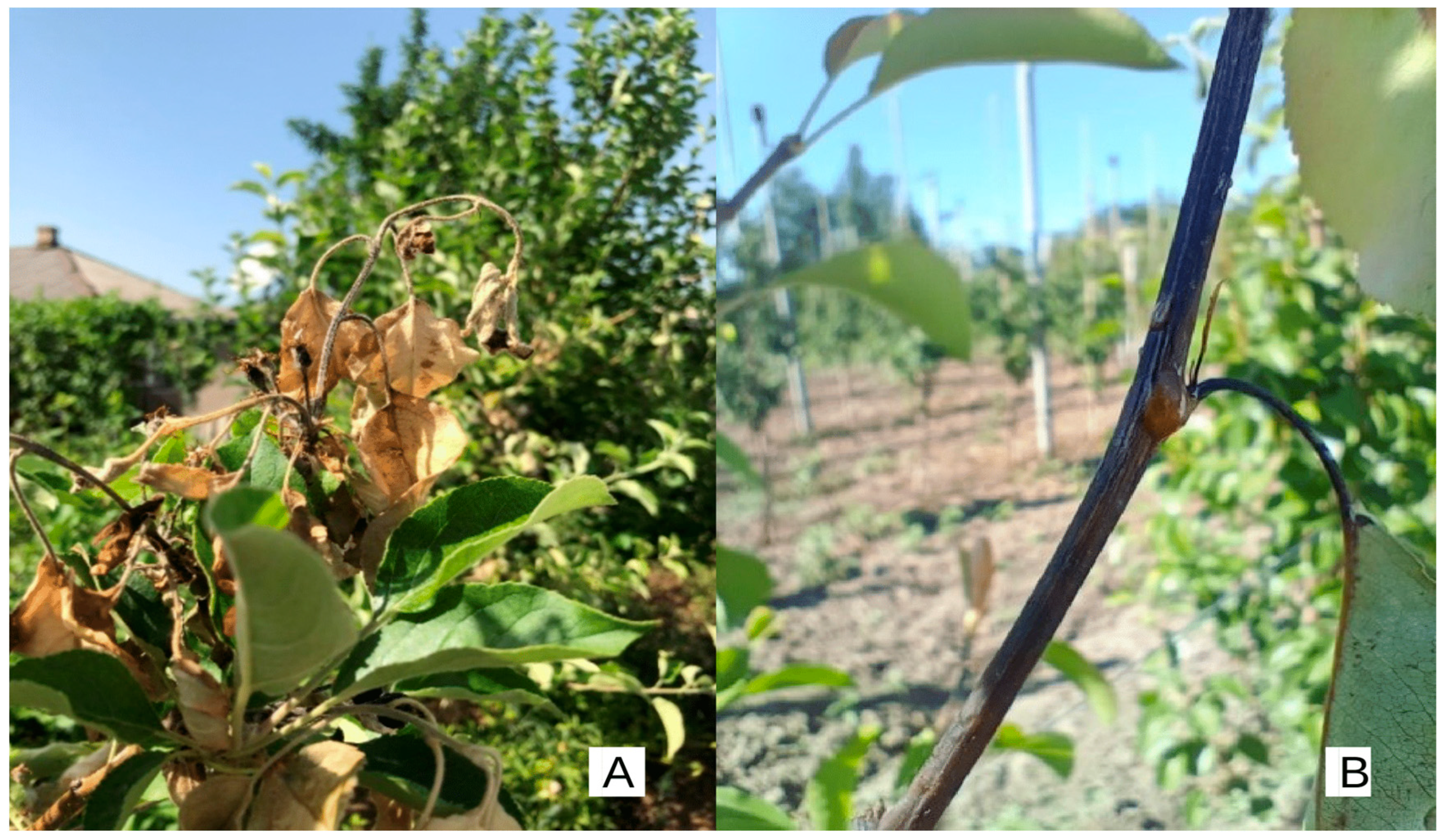 Red Delicious Apple: The Fruit of Knowledge - Arbor Day Blog