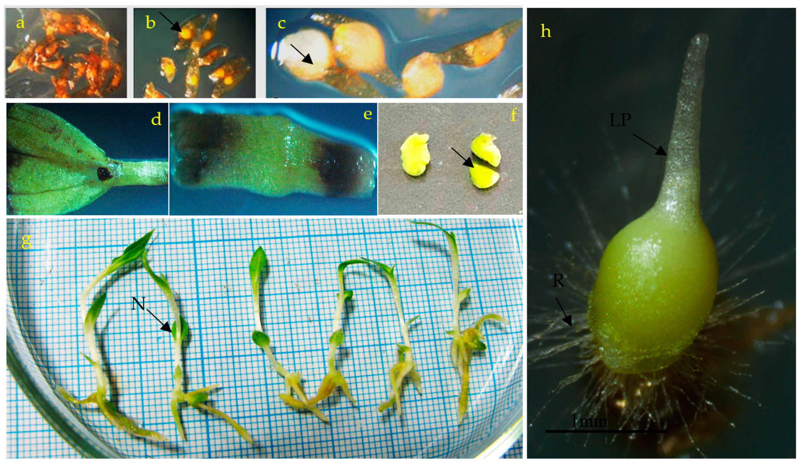 Horticulturae 09 01007 g001 Horticulturae 09 01007 g001