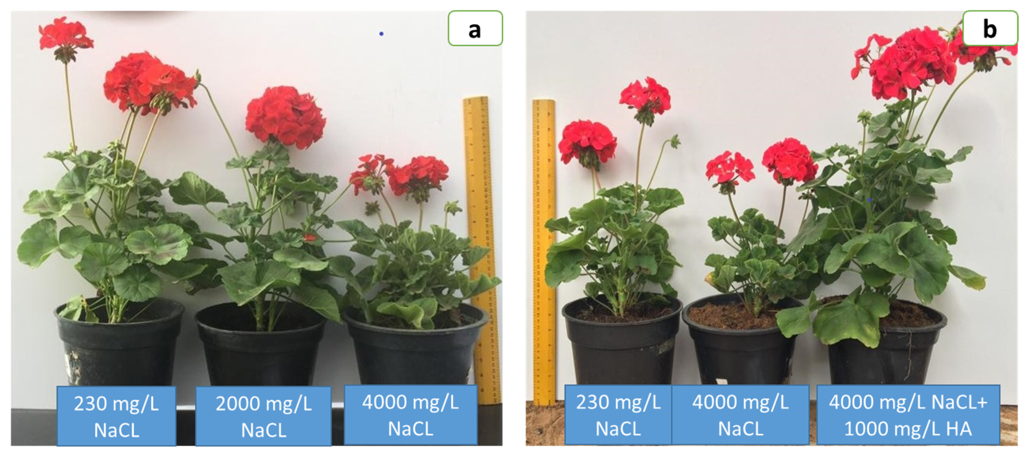 Horticulturae 09 01012 g001