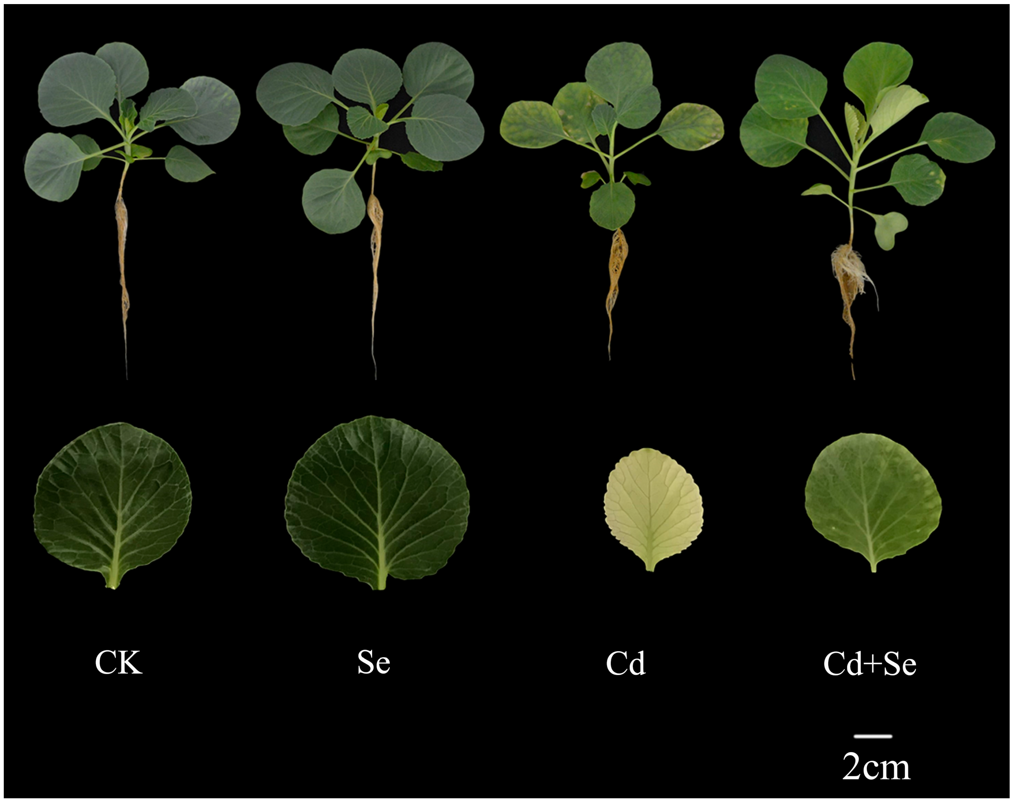 Horticulturae 09 01016 g001