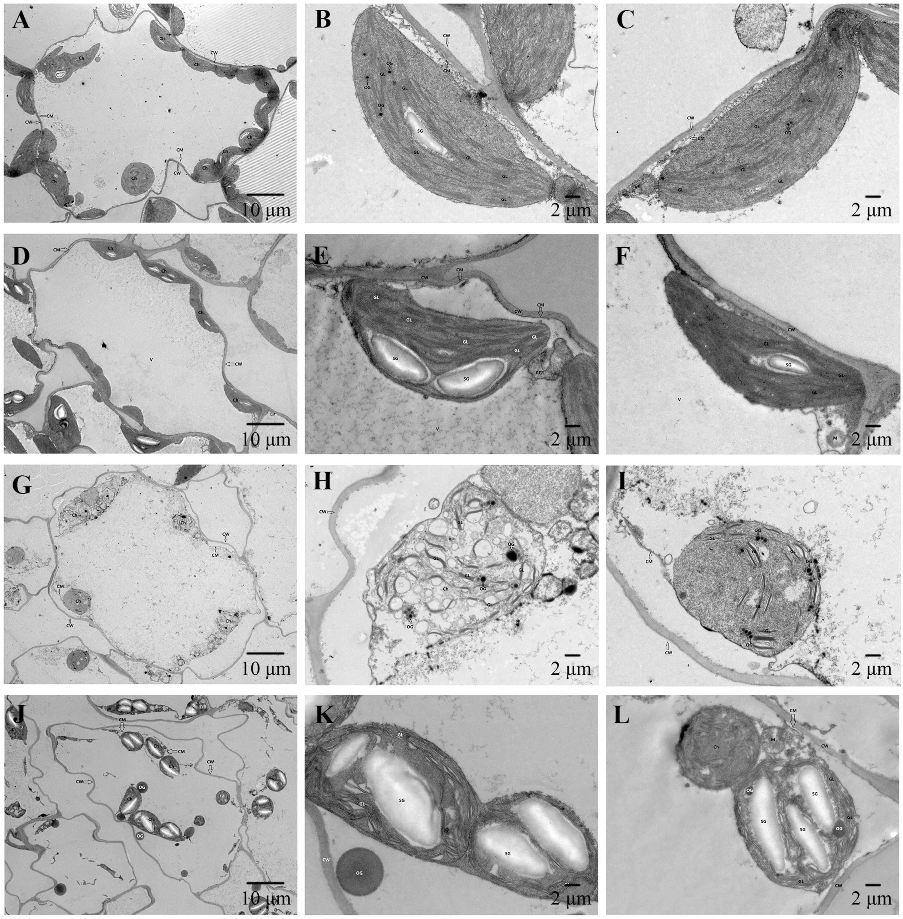 Horticulturae 09 01016 g006