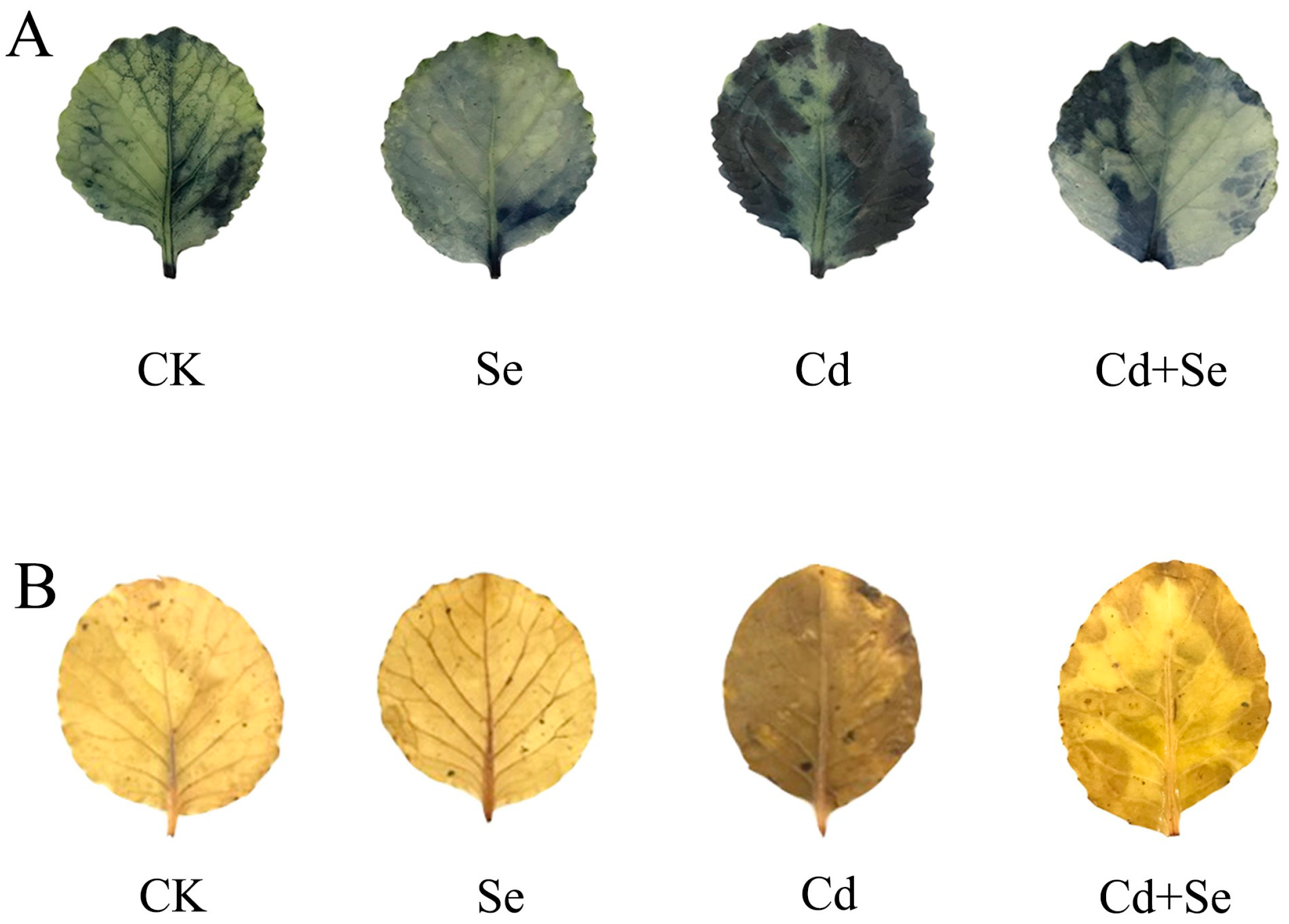 Horticulturae 09 01016 g007