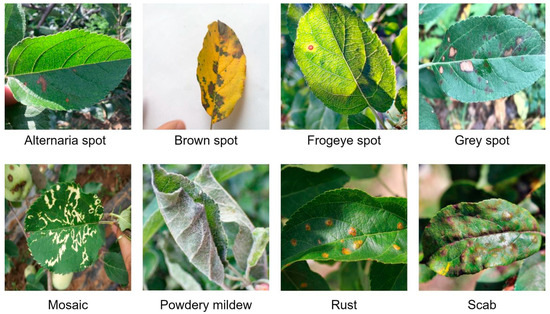 Classification and Identification of Apple Leaf Diseases and Insect ...