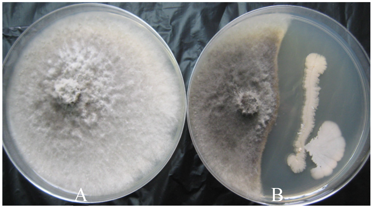 Horticulturae 09 01049 g001