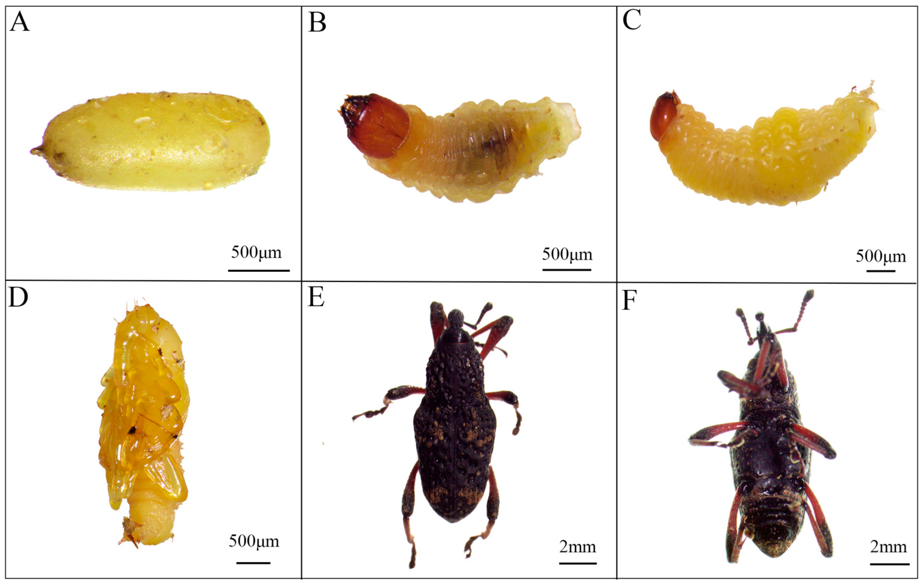 Horticulturae 09 01089 g002 Horticulturae 09 01089 g002