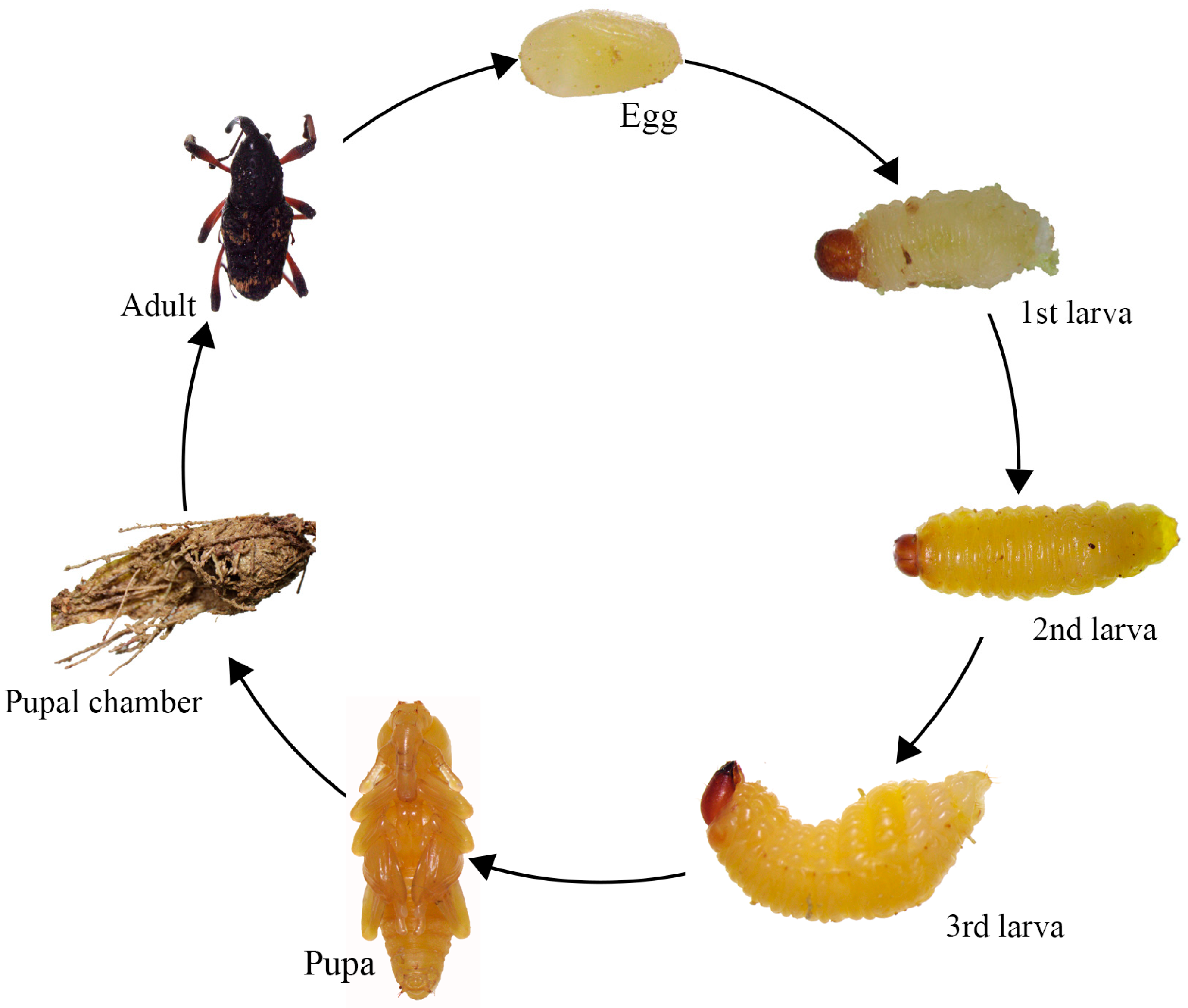 Horticulturae 09 01089 g006 Horticulturae 09 01089 g006