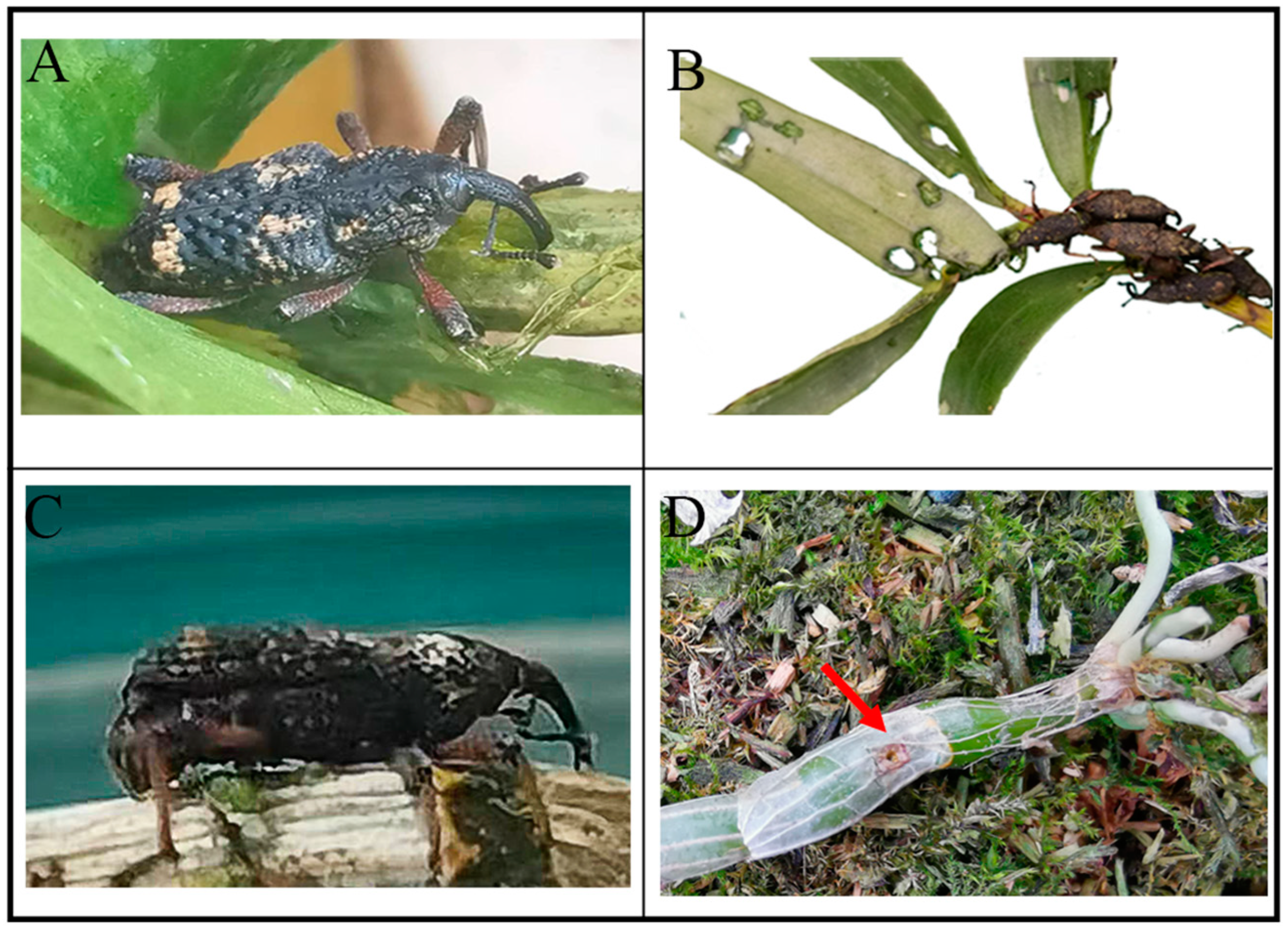 Horticulturae 09 01089 g007 Horticulturae 09 01089 g007