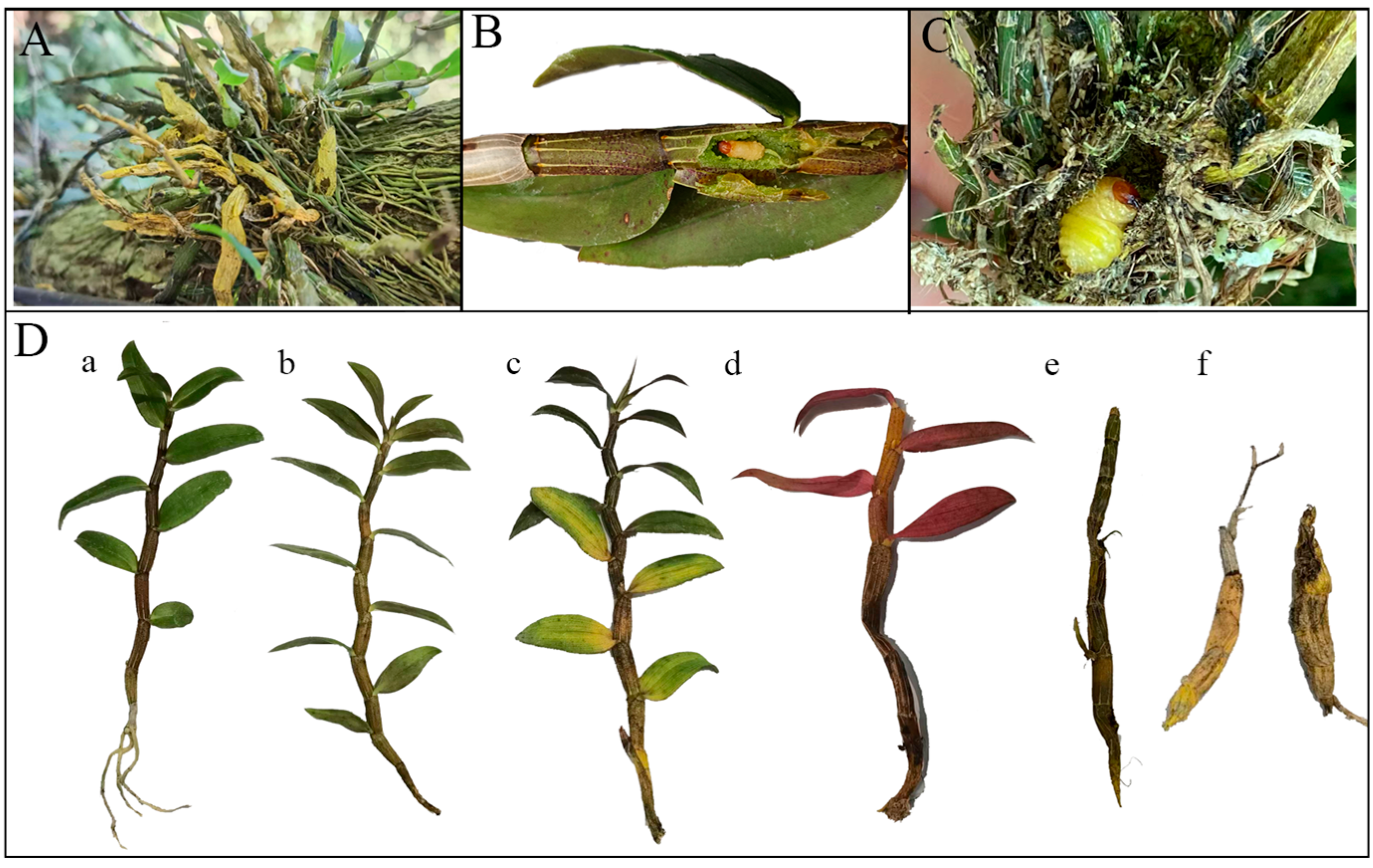 Horticulturae 09 01089 g008 Horticulturae 09 01089 g008