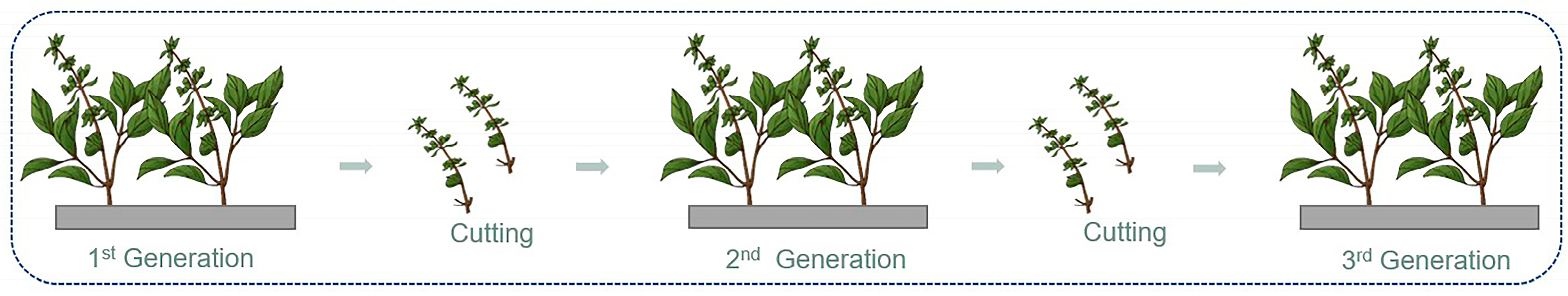 Horticulturae Free Full Text Analysis of Antioxidant Capacity