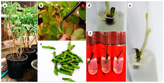 https://www.mdpi.com/horticulturae/horticulturae-09-01109/article_deploy/html/images/horticulturae-09-01109-g001-550.jpg