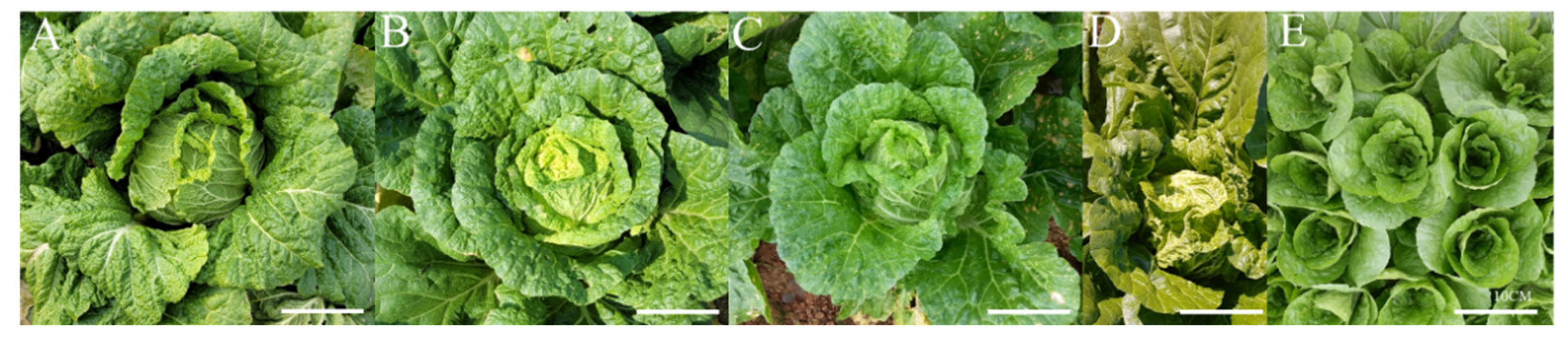 Horticulturae 09 01123 g003