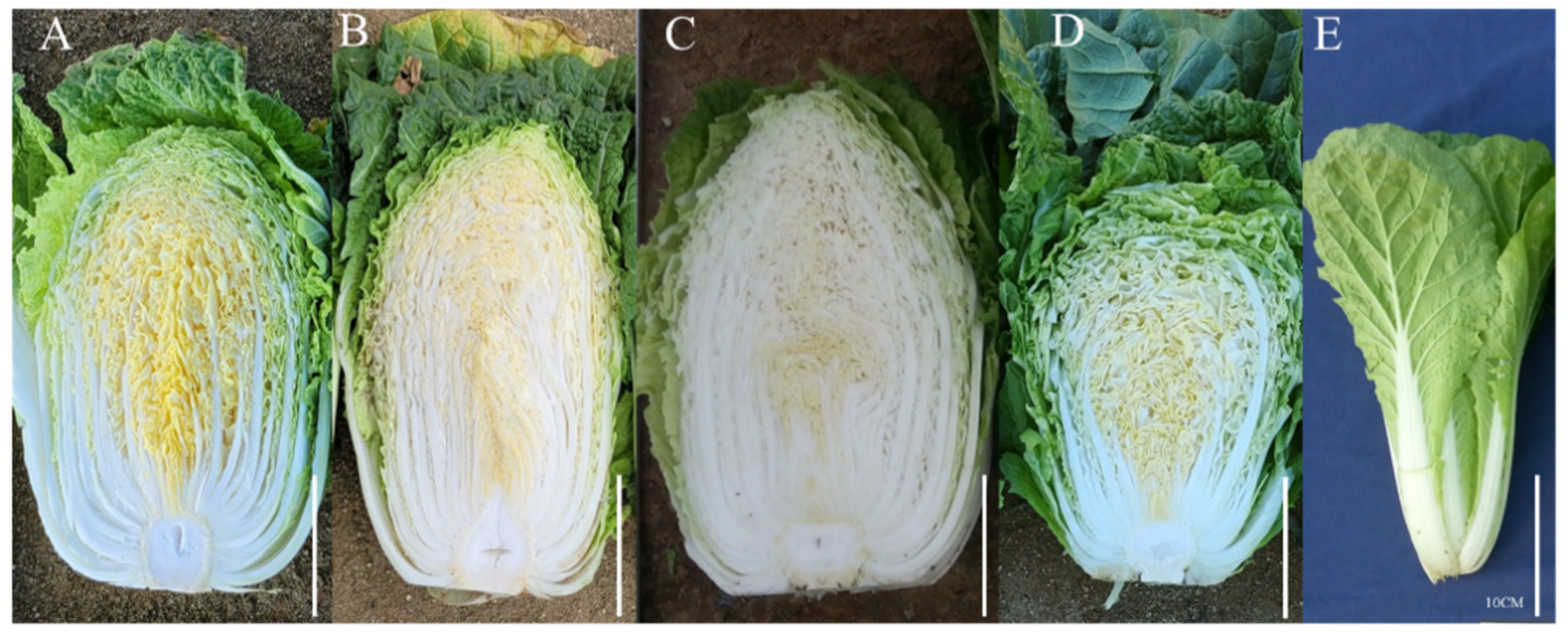 Horticulturae 09 01123 g004