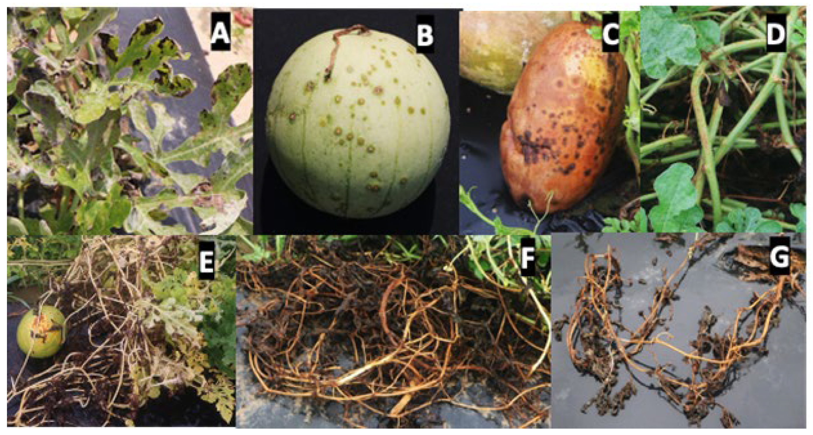 Horticulturae | Free Full-Text | Recent Advances and Challenges in  Management of Colletotrichum orbiculare, the Causal Agent of Watermelon  Anthracnose