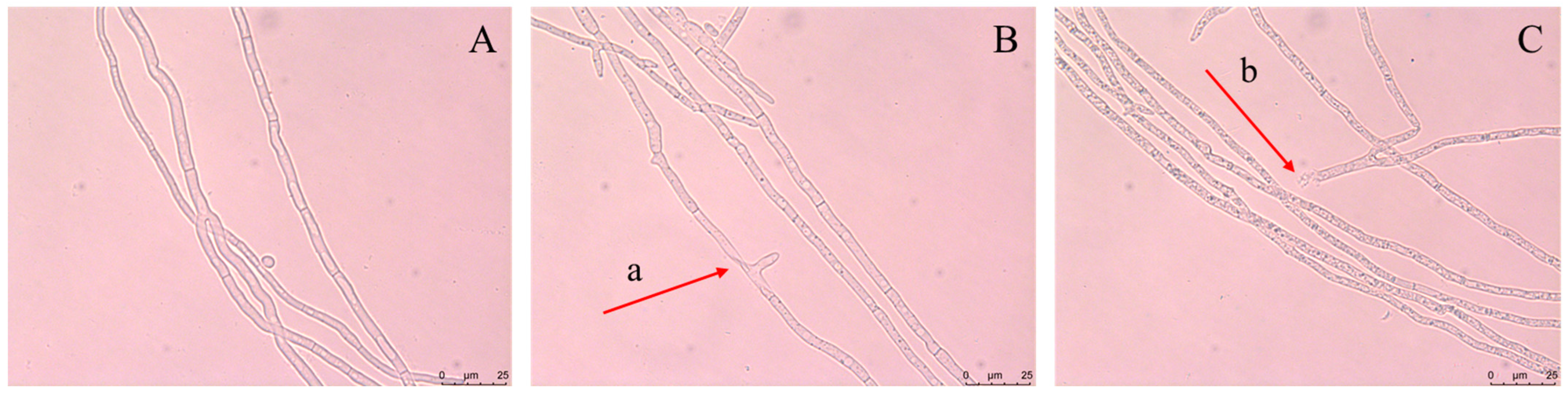 Horticulturae 09 01136 g004