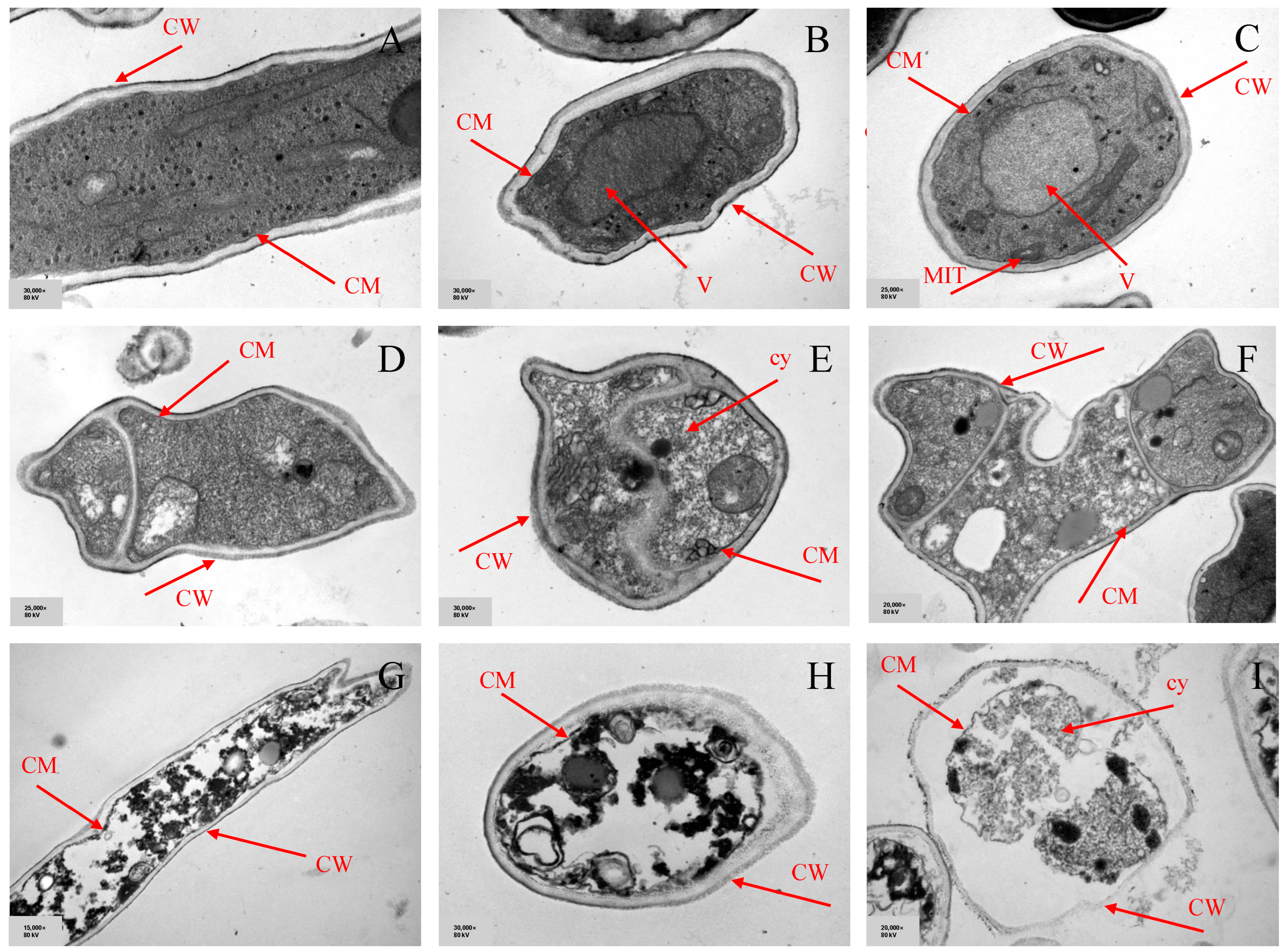 Horticulturae 09 01136 g006