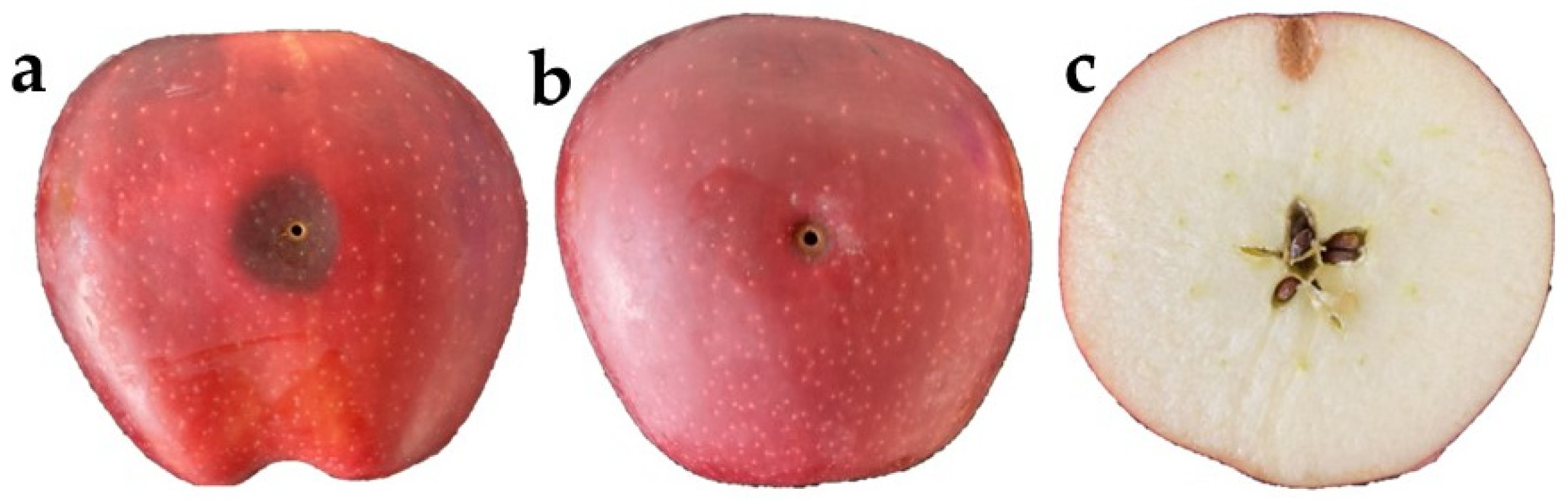 Horticulturae 09 01156 g005