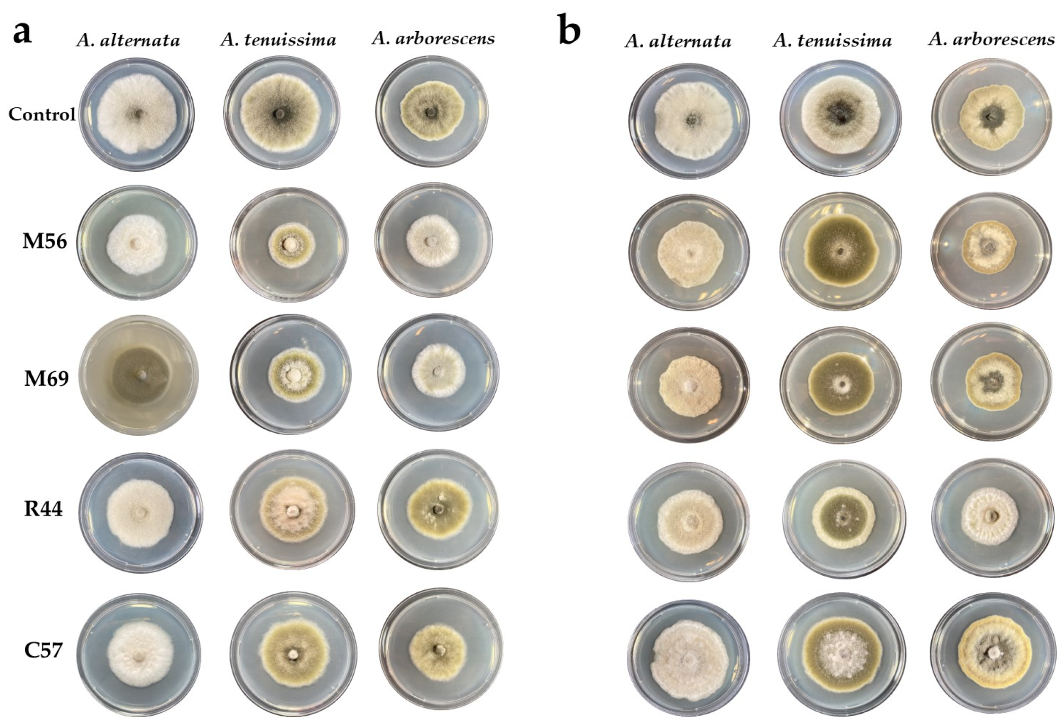 Horticulturae 09 01156 g008