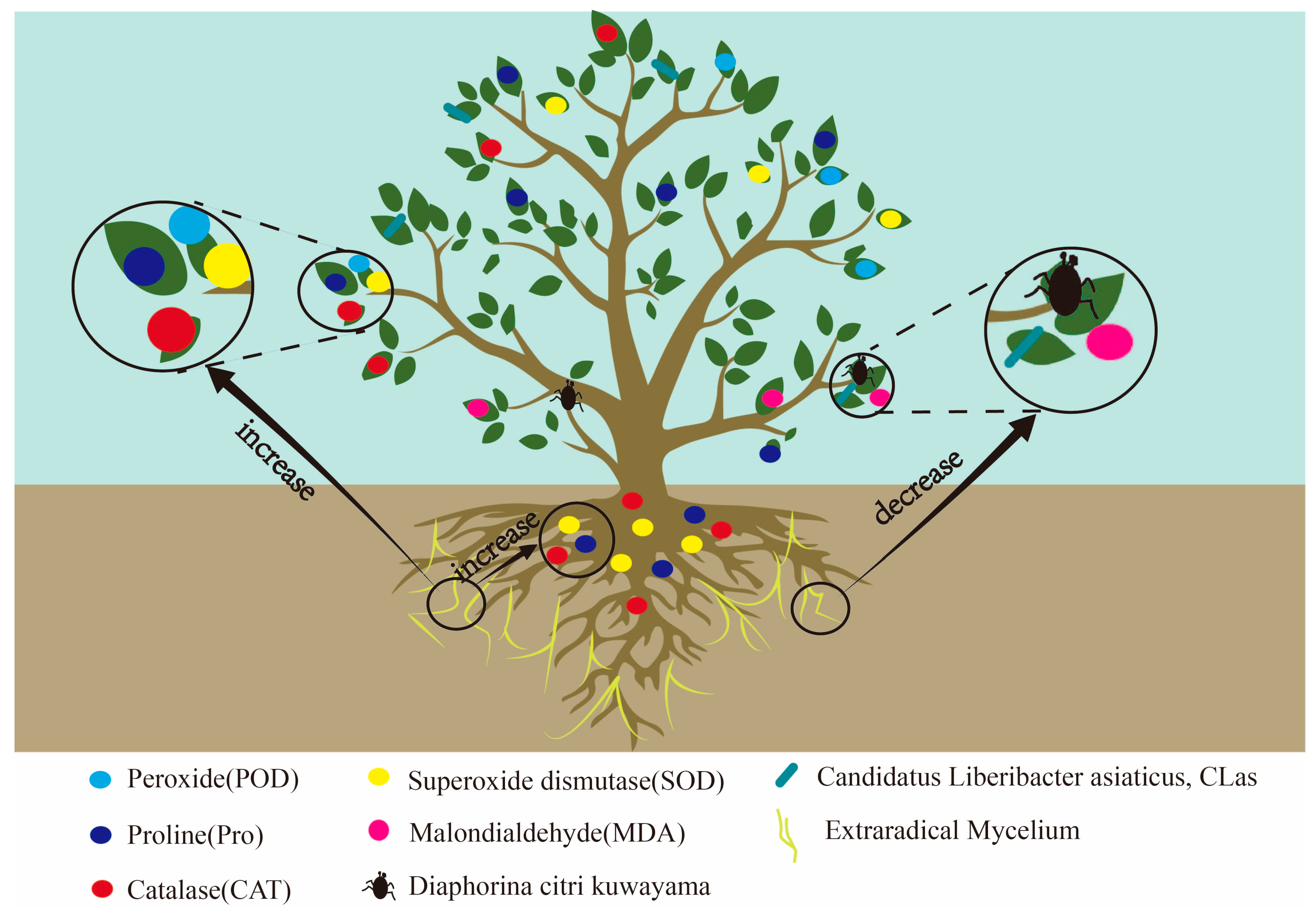 Horticulturae 09 01162 g001
