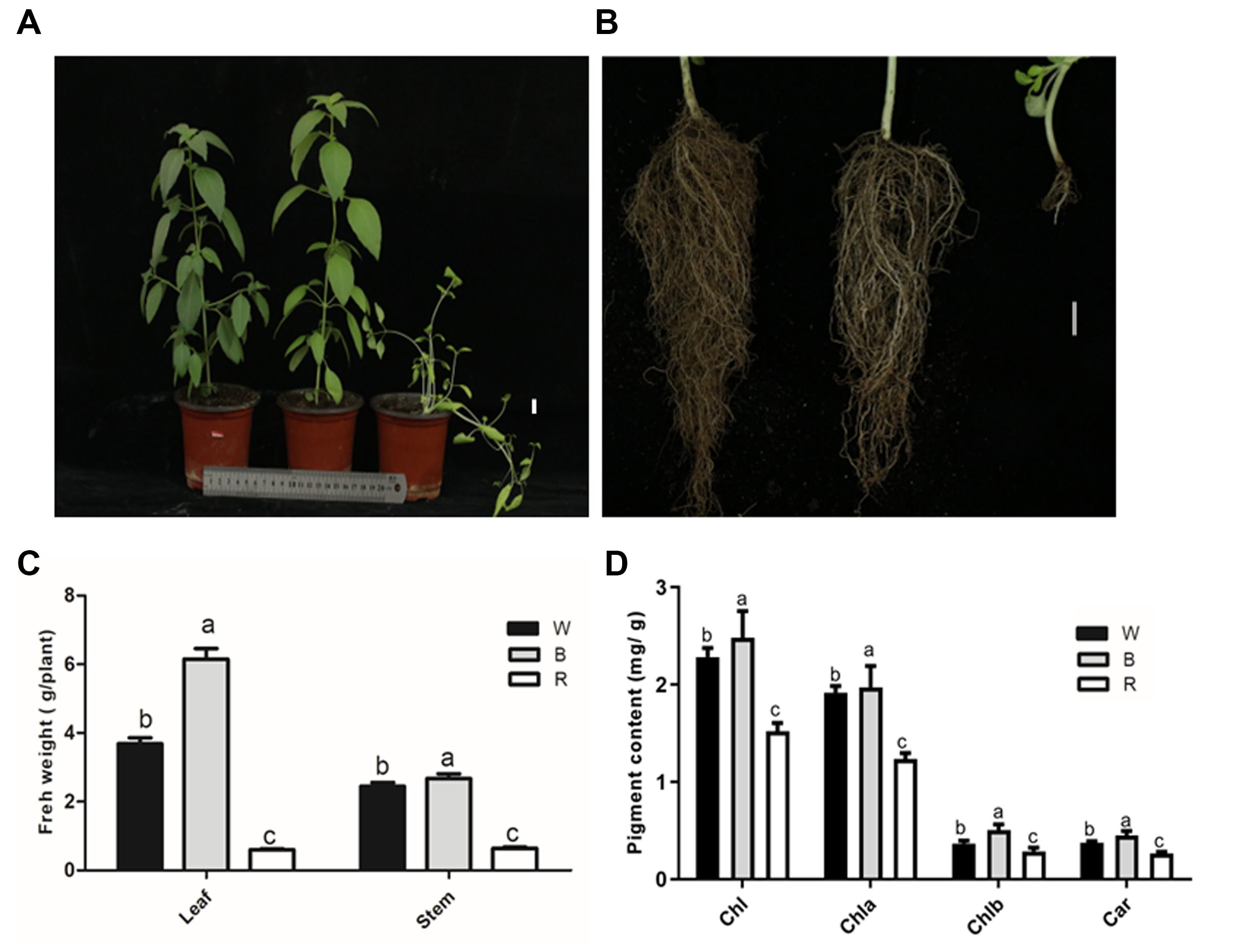 Horticulturae Free Full Text Physiological Transcriptomic and