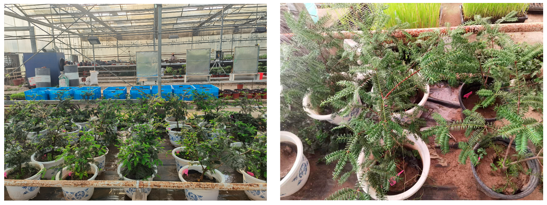 Horticulturae 09 01203 g001