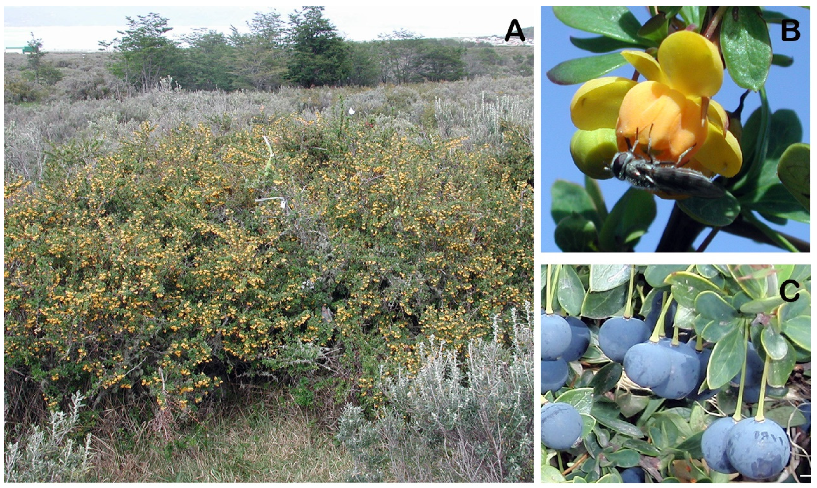 Horticulturae 09 01254 g001