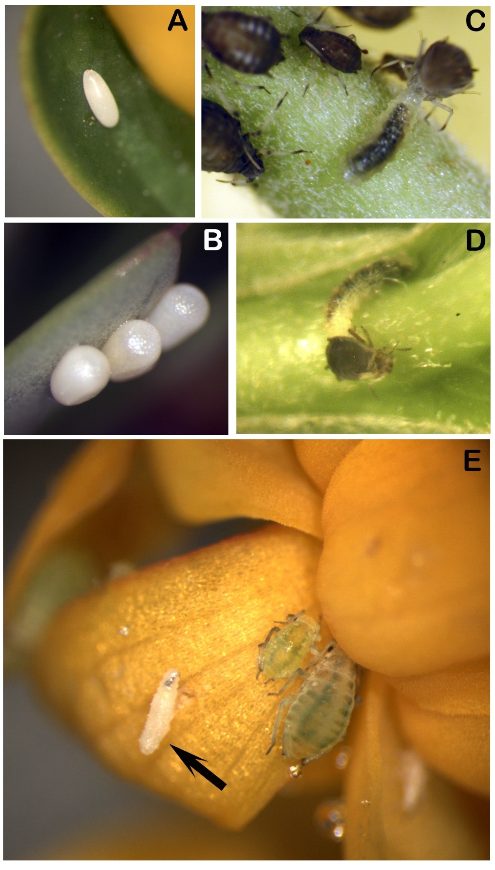 Horticulturae 09 01254 g004