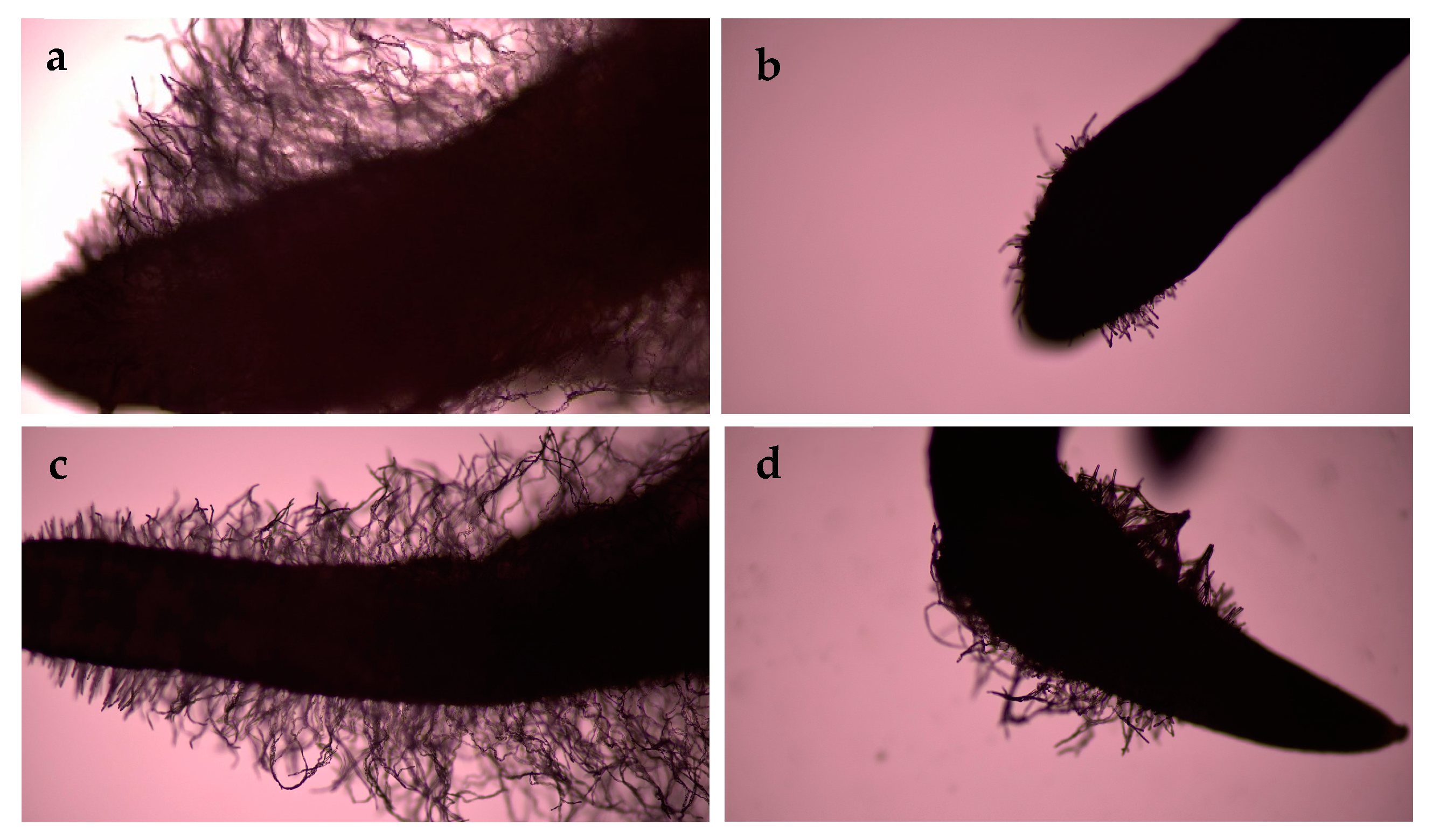 Horticulturae 09 01267 g003