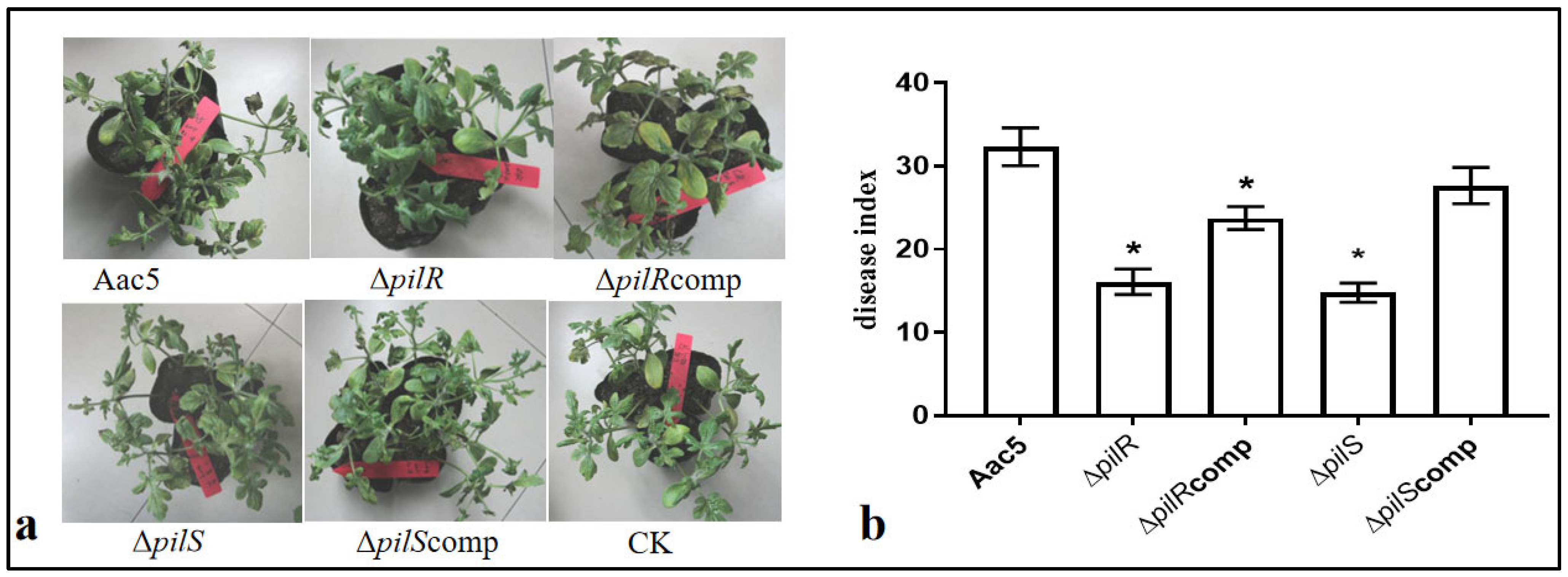 Horticulturae | Free Full-Text | Acidovorax citrulli Type IV Pili PilR  Interacts with PilS and Regulates the Expression of the pilA Gene