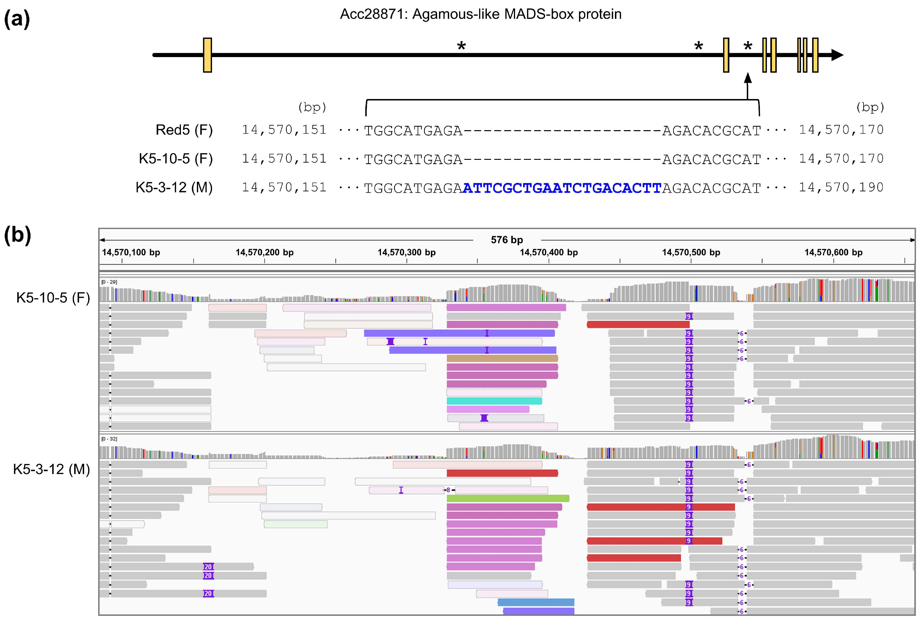 Horticulturae 09 01310 g001