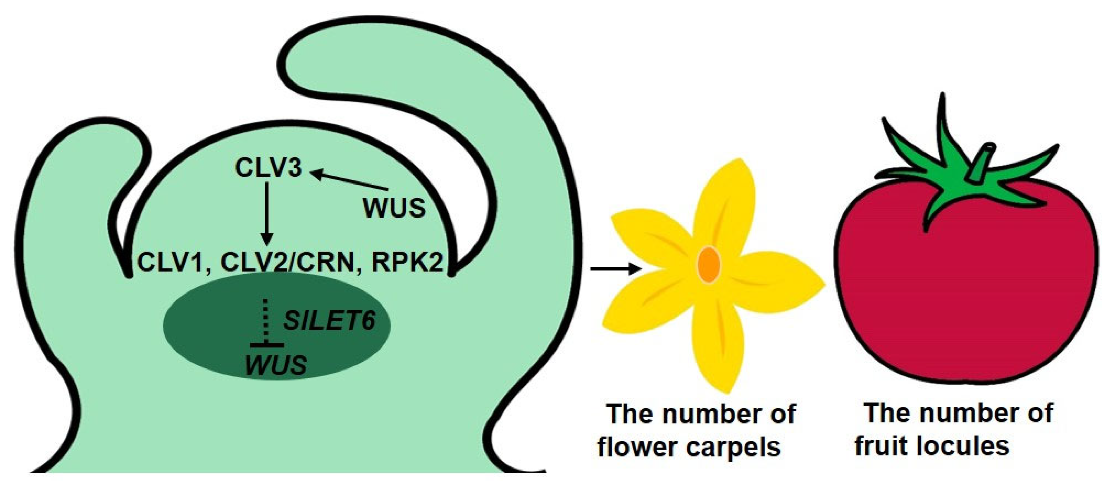 Horticulturae 10 00011 g010
