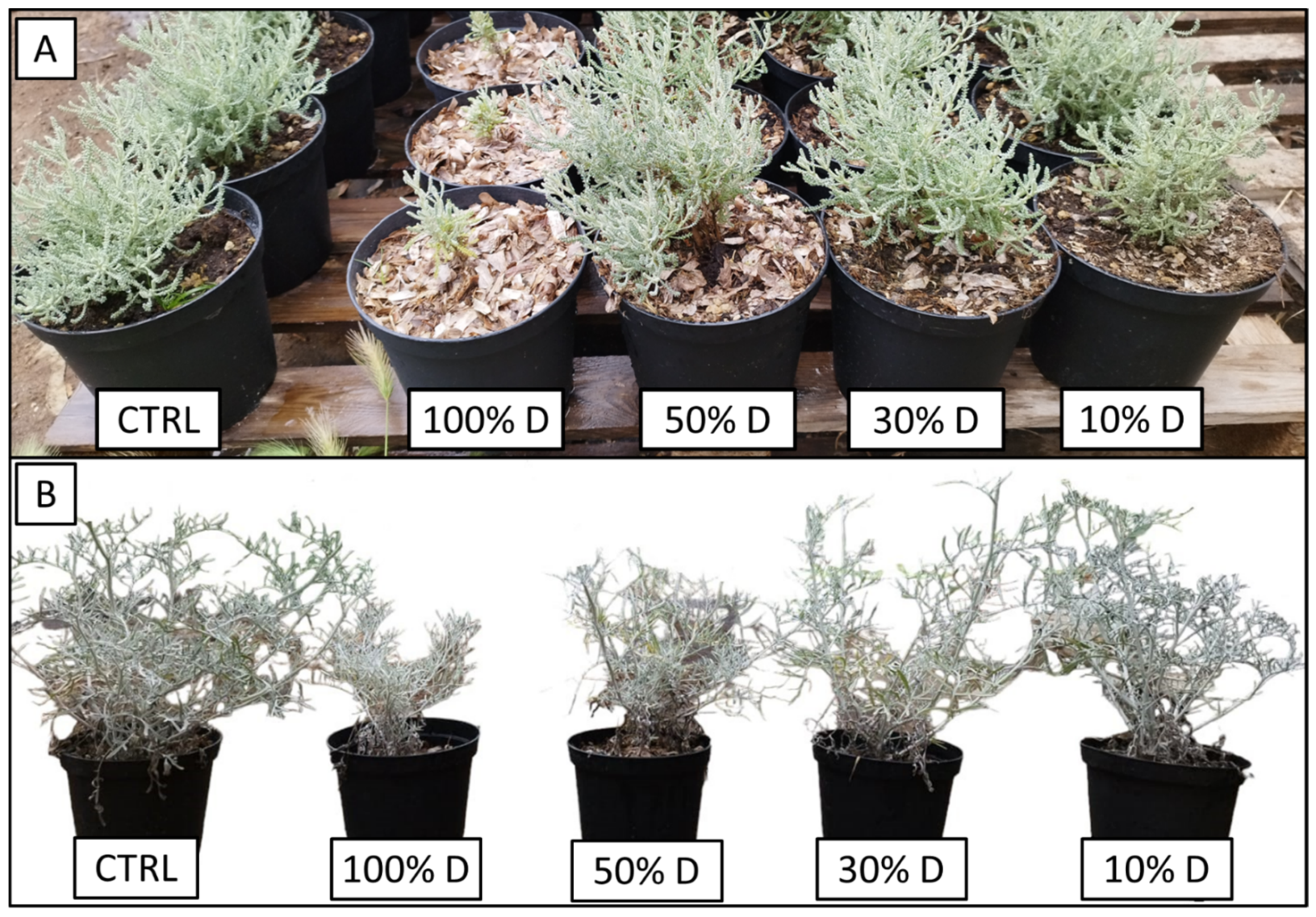Horticulturae 10 00058 g004